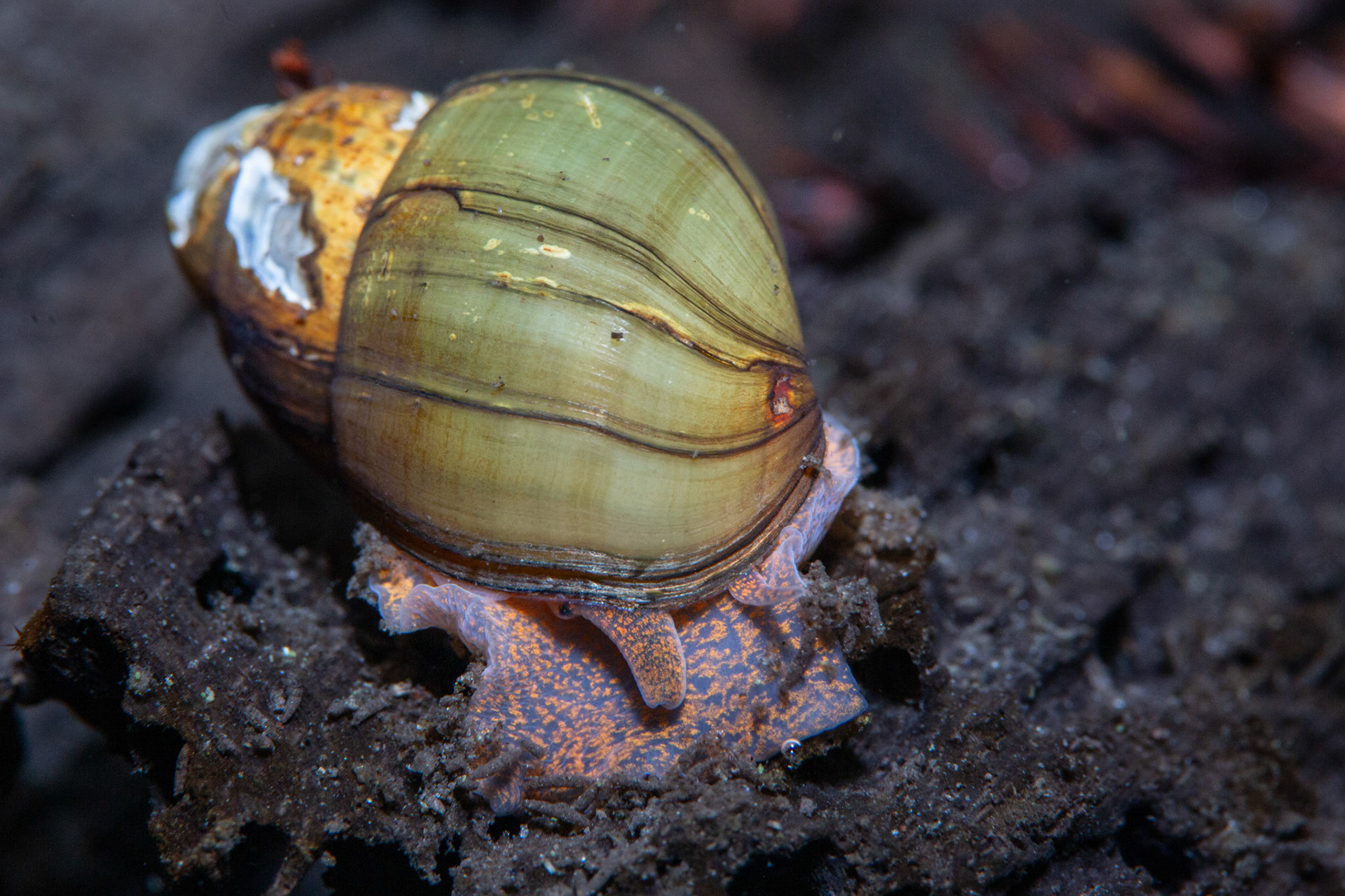 Campeloma sp.