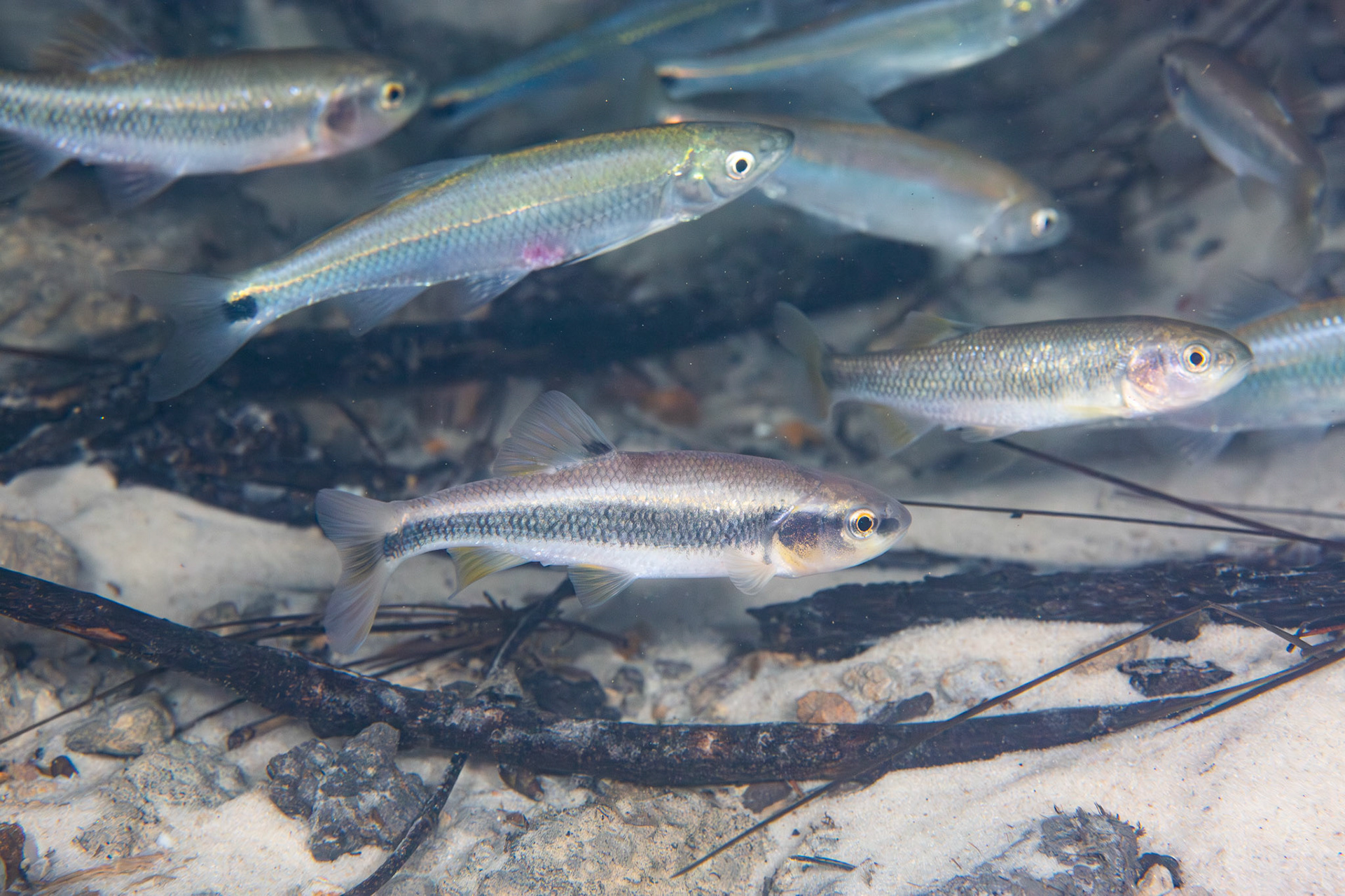 Dixie Chub &amp; Apalachicola Blacktail Shiner