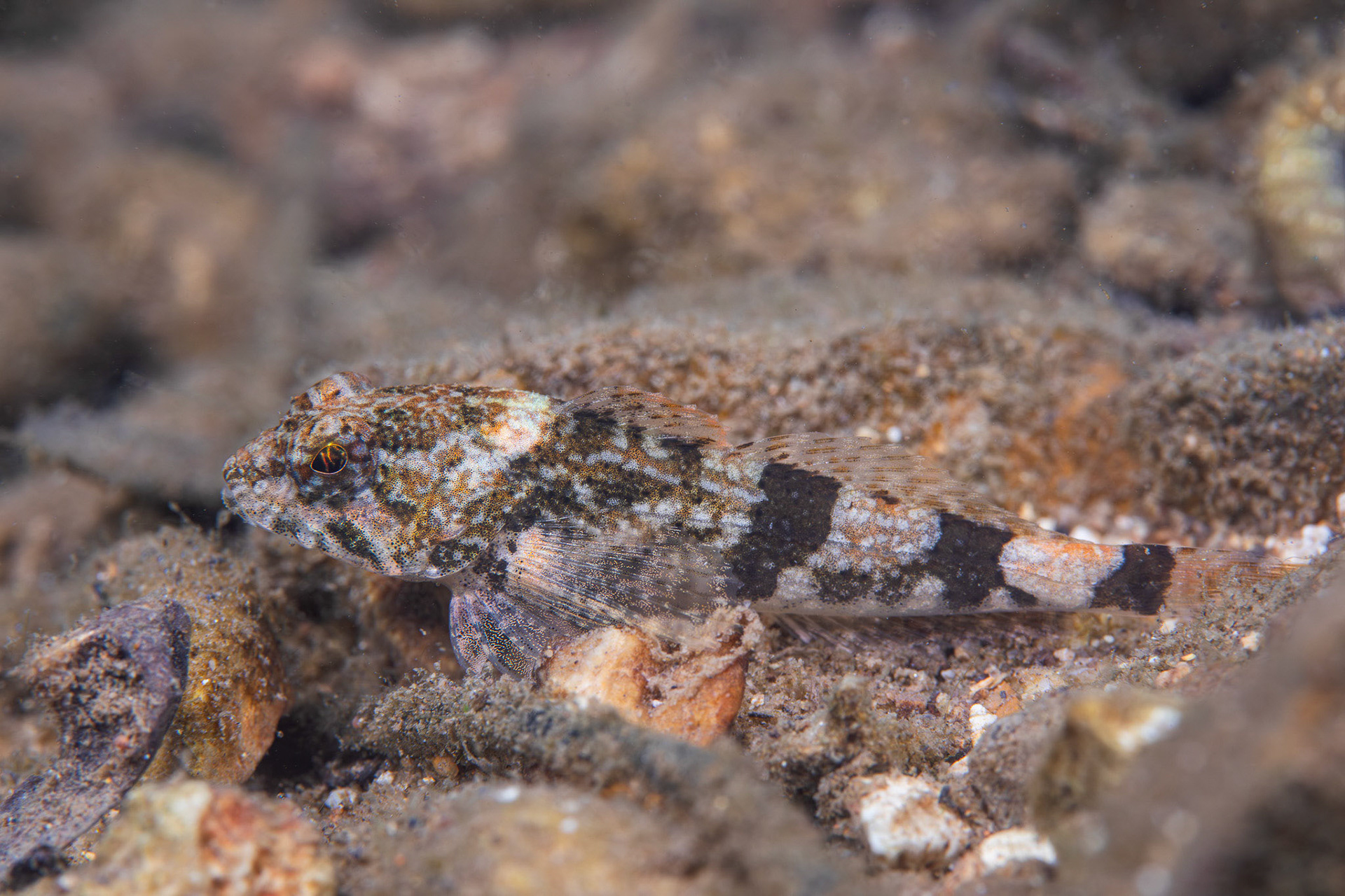 Banded Sculpin