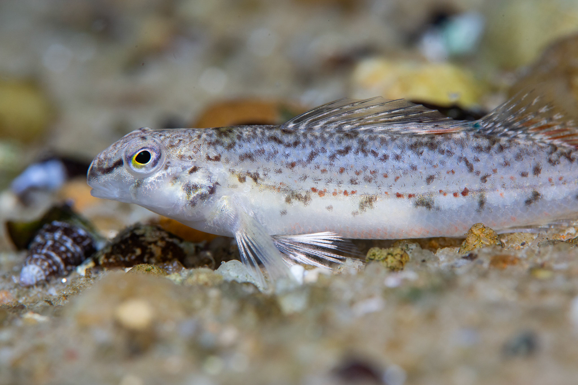 Coastal Darter