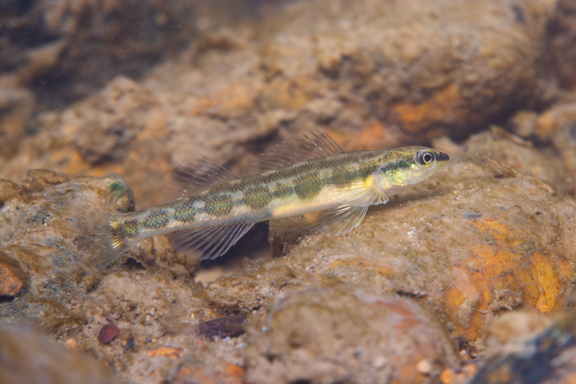 Goldline Darter