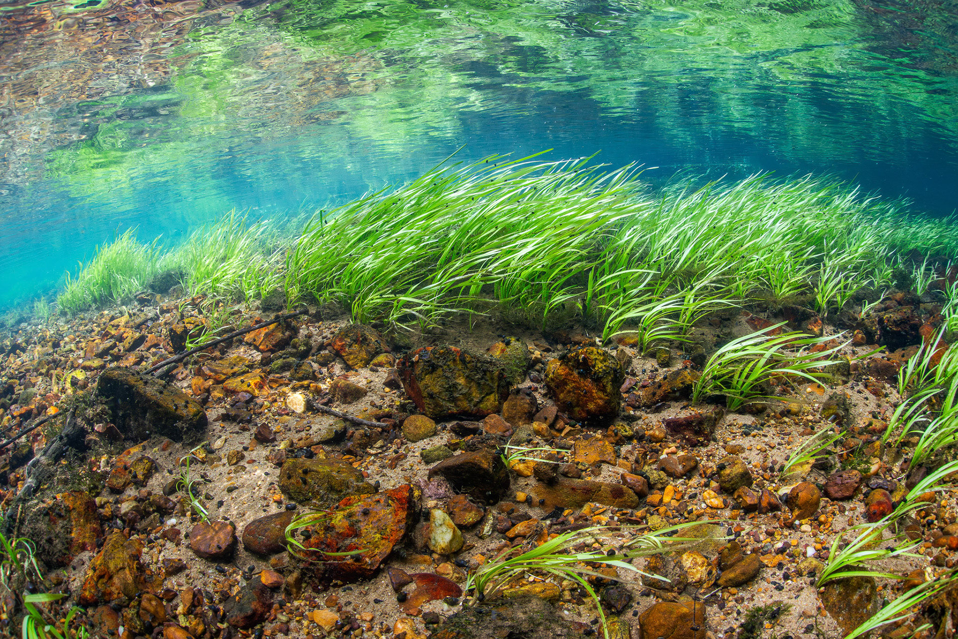Aquatic vegetation in a spring run