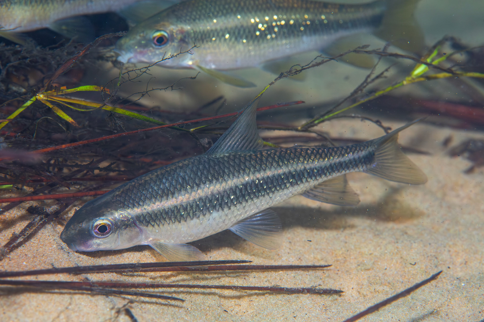 Sharpfin Chubsucker (Erimyzon tenuis)