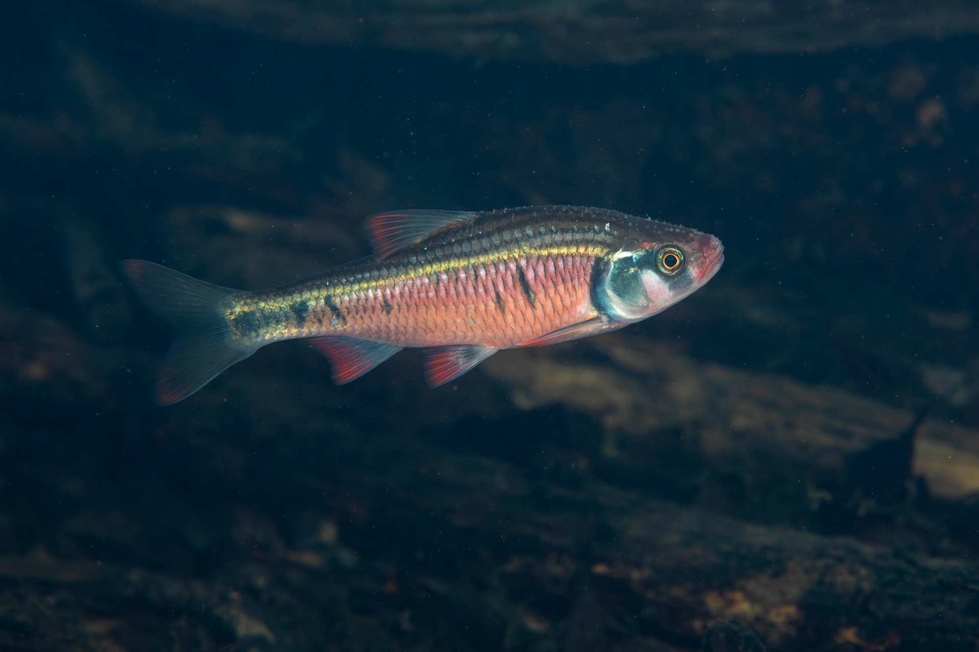 Southern Striped Shiners