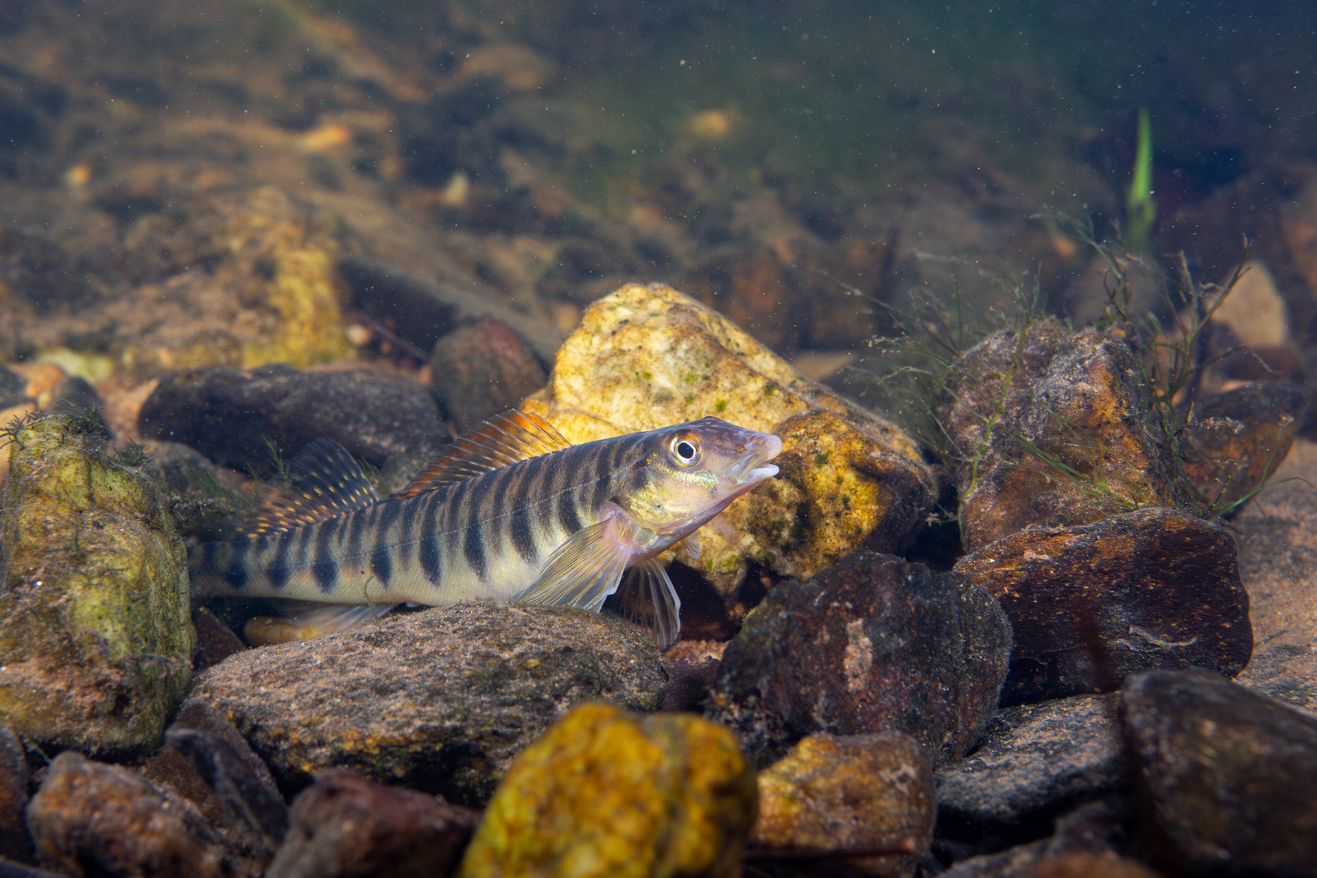 Mobile Logperch