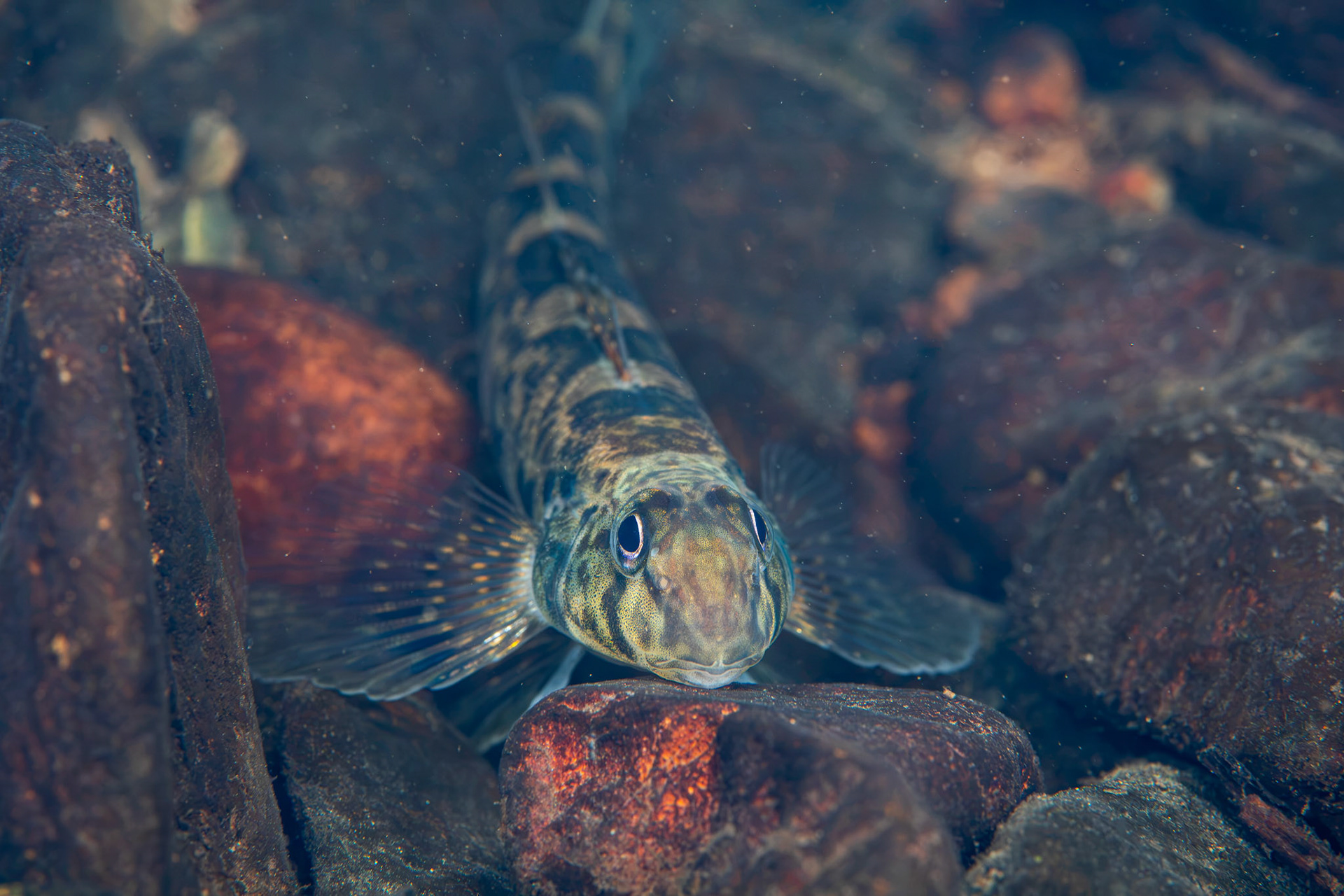 Greenside Darter