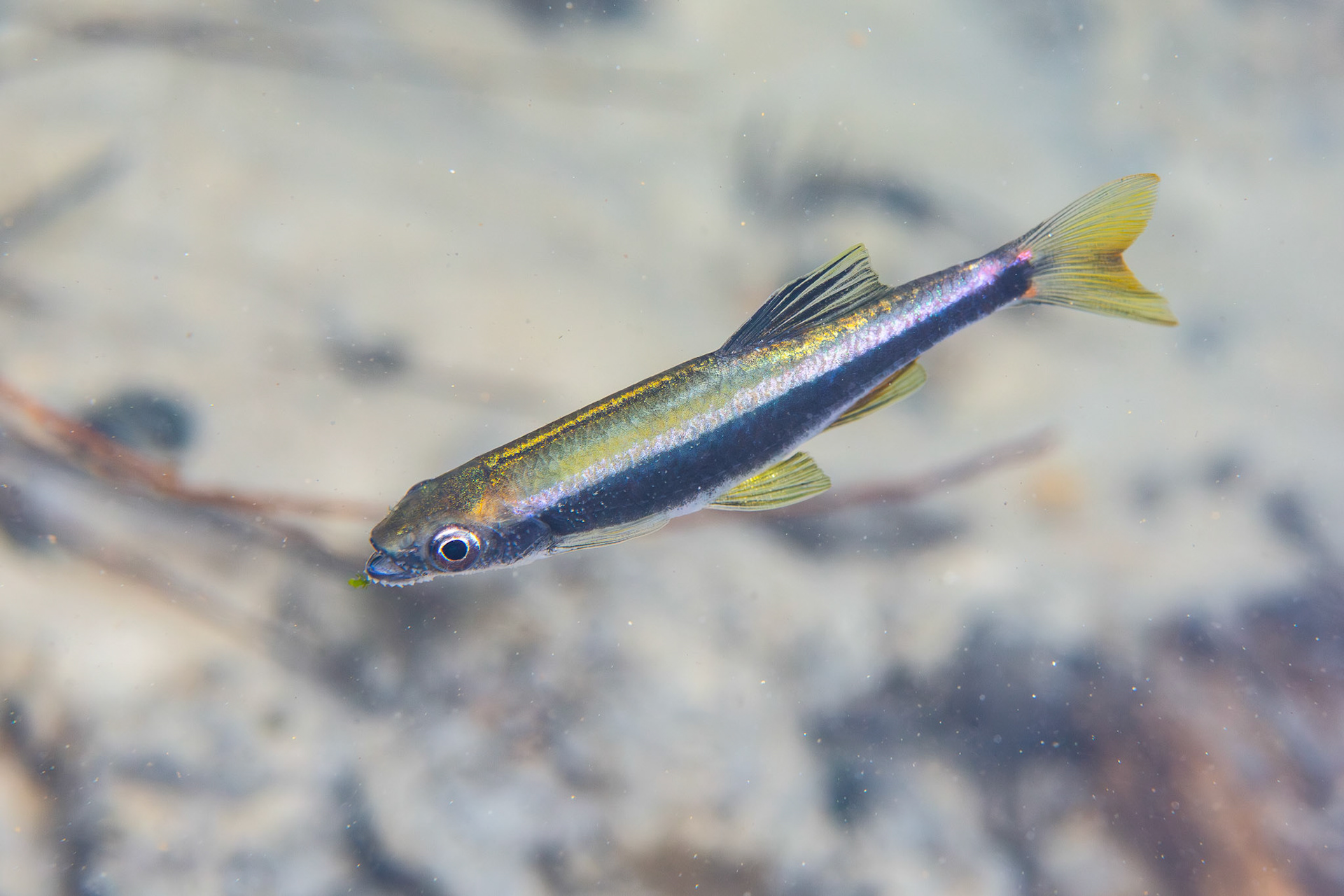 Sailfin Shiner
