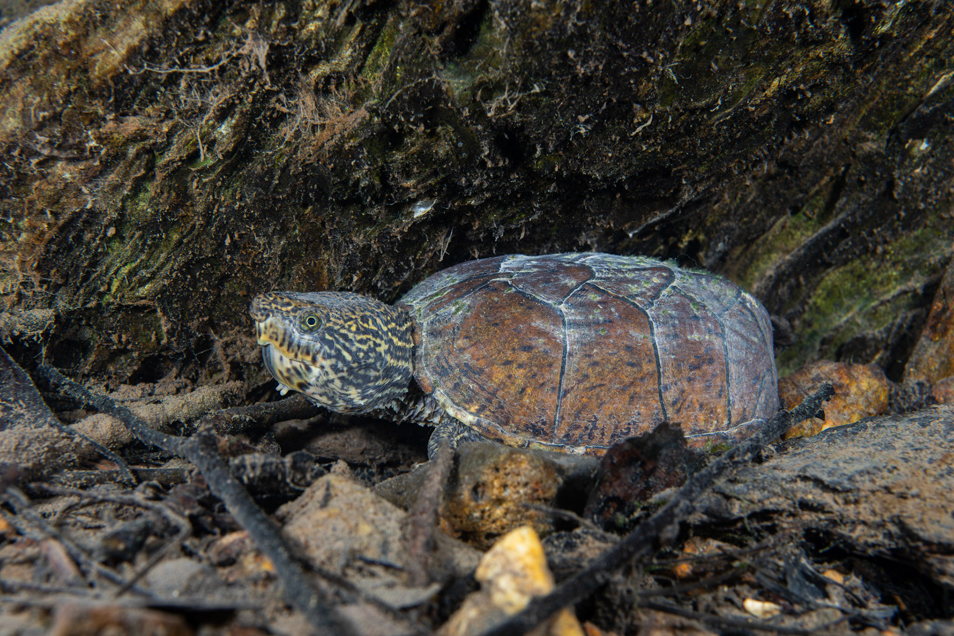 Stripe-necked Musk Turtle