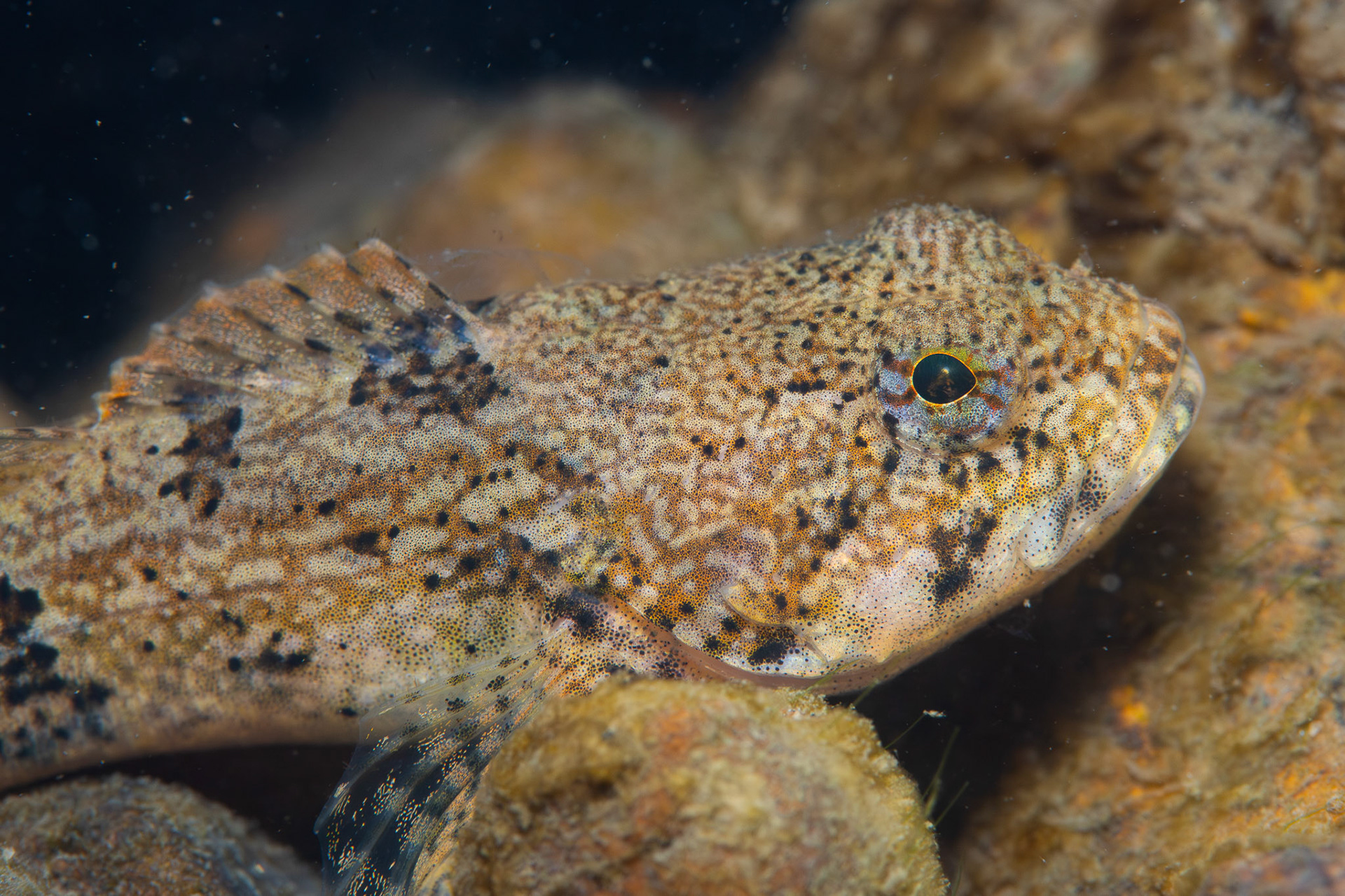 Banded Sculpin