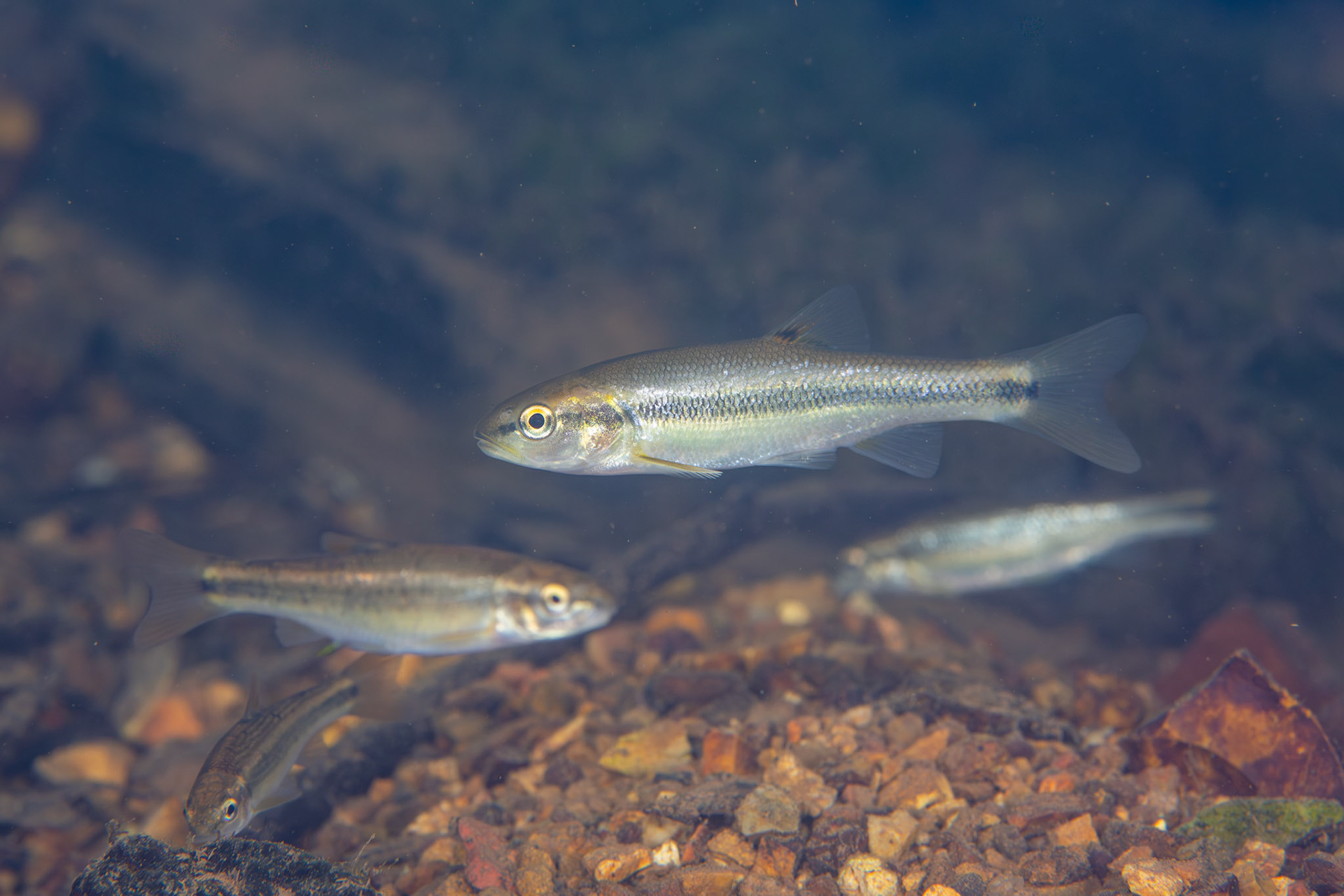 Creek Chub (Semotilus atromaculatus)