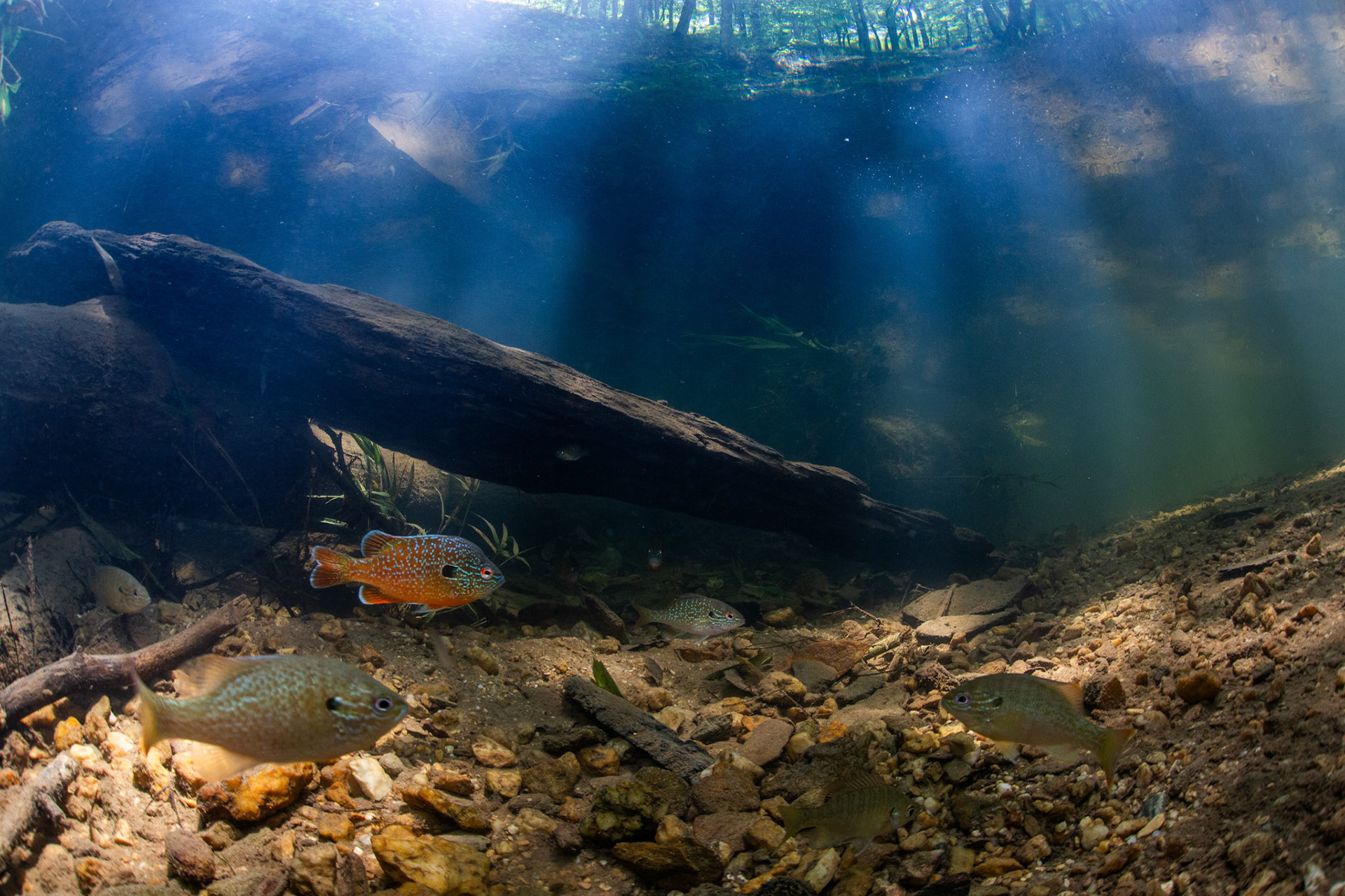 Gulf Longear and Redbreast Sunfish