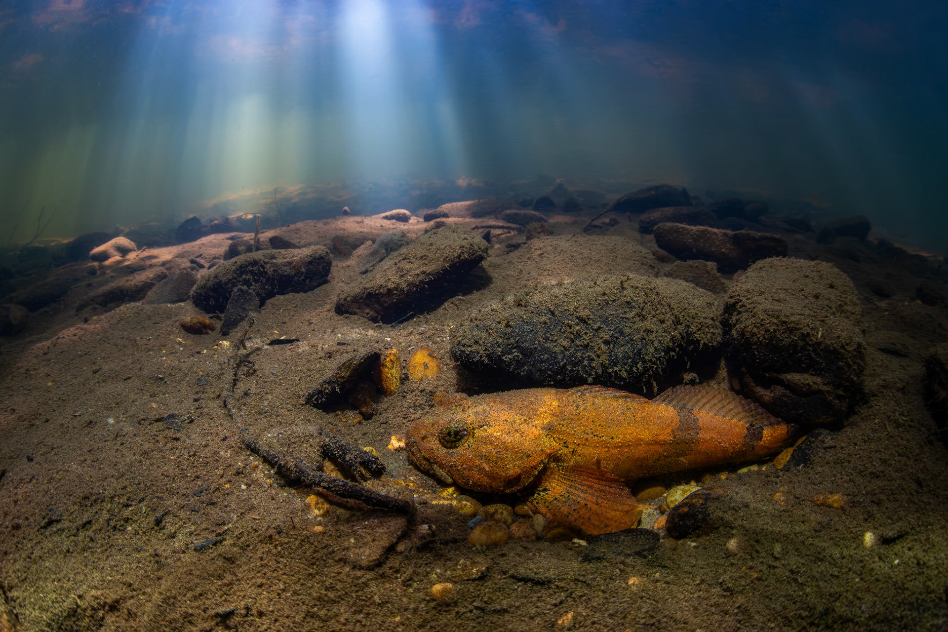 Banded Sculpin
