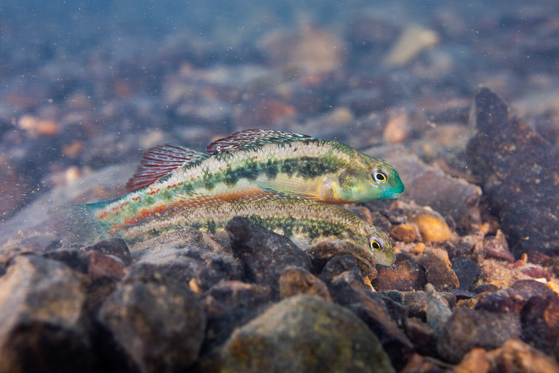 Blacksided Snubnose Darter
