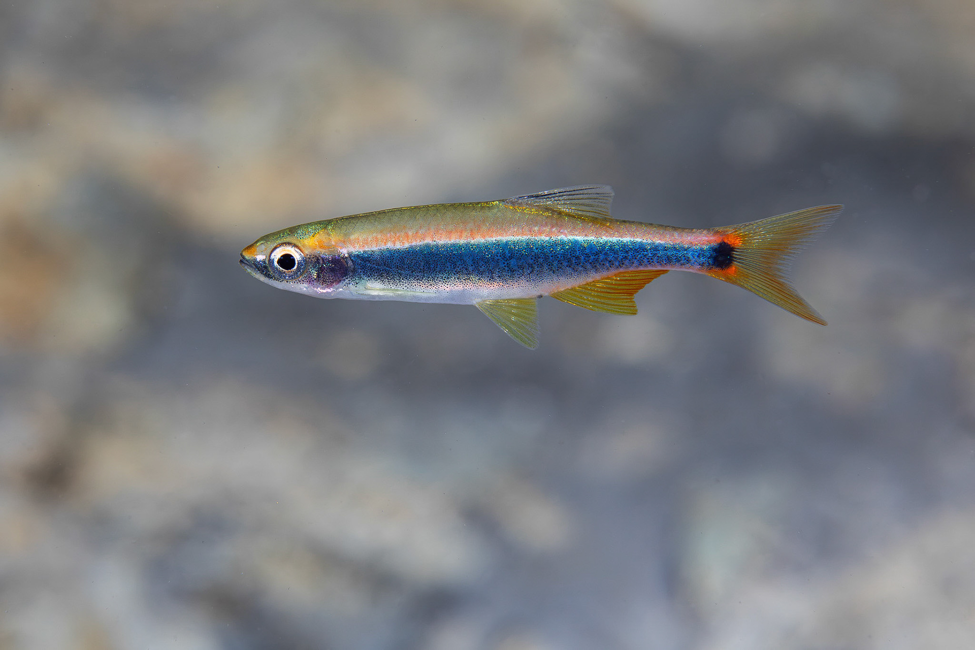 Orangetail Shiner