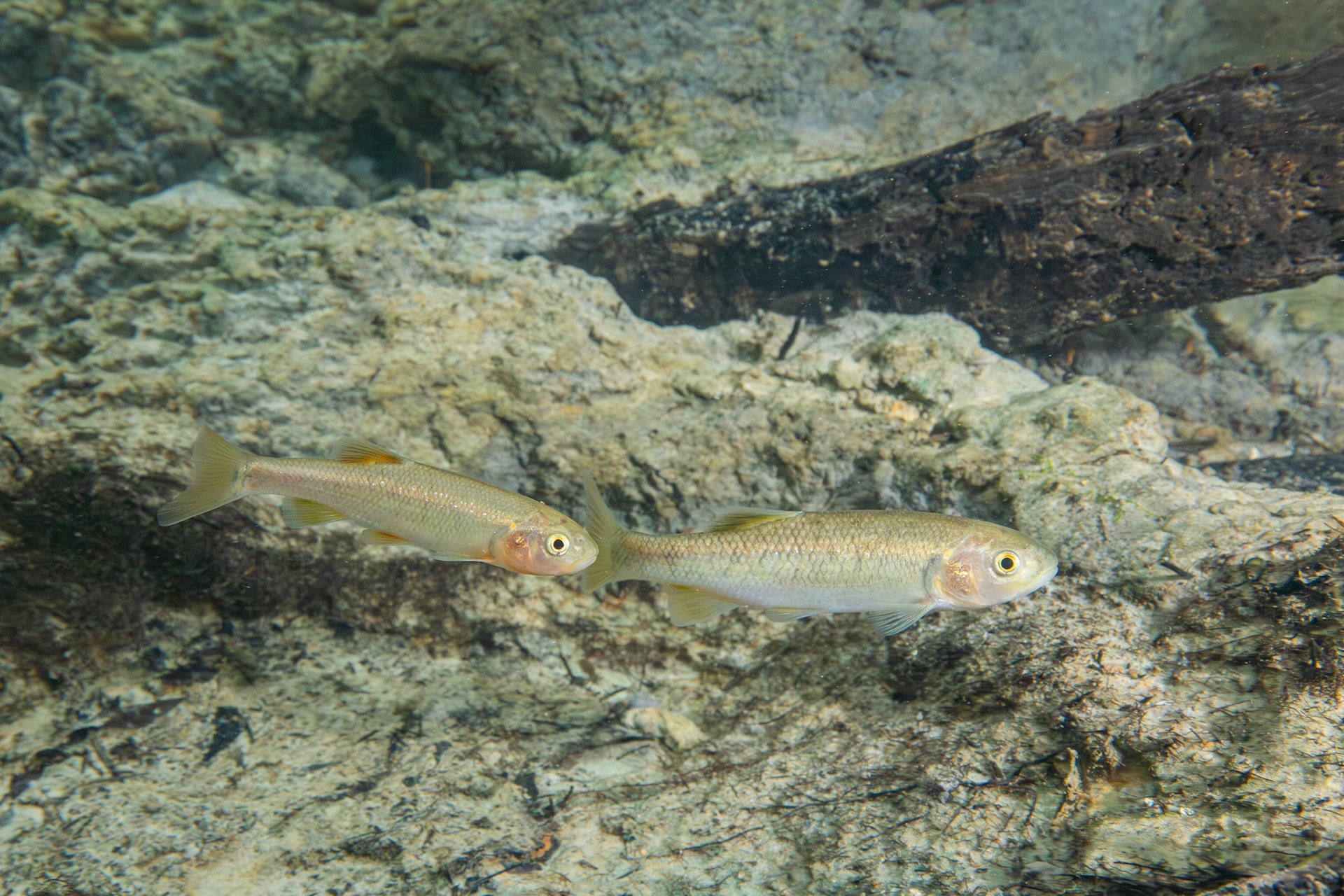 Dixie Chub