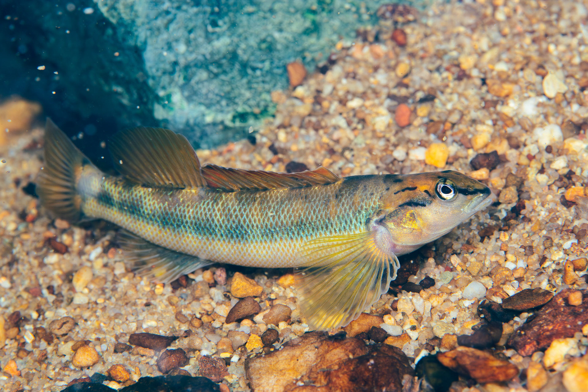 Bronze Darter
