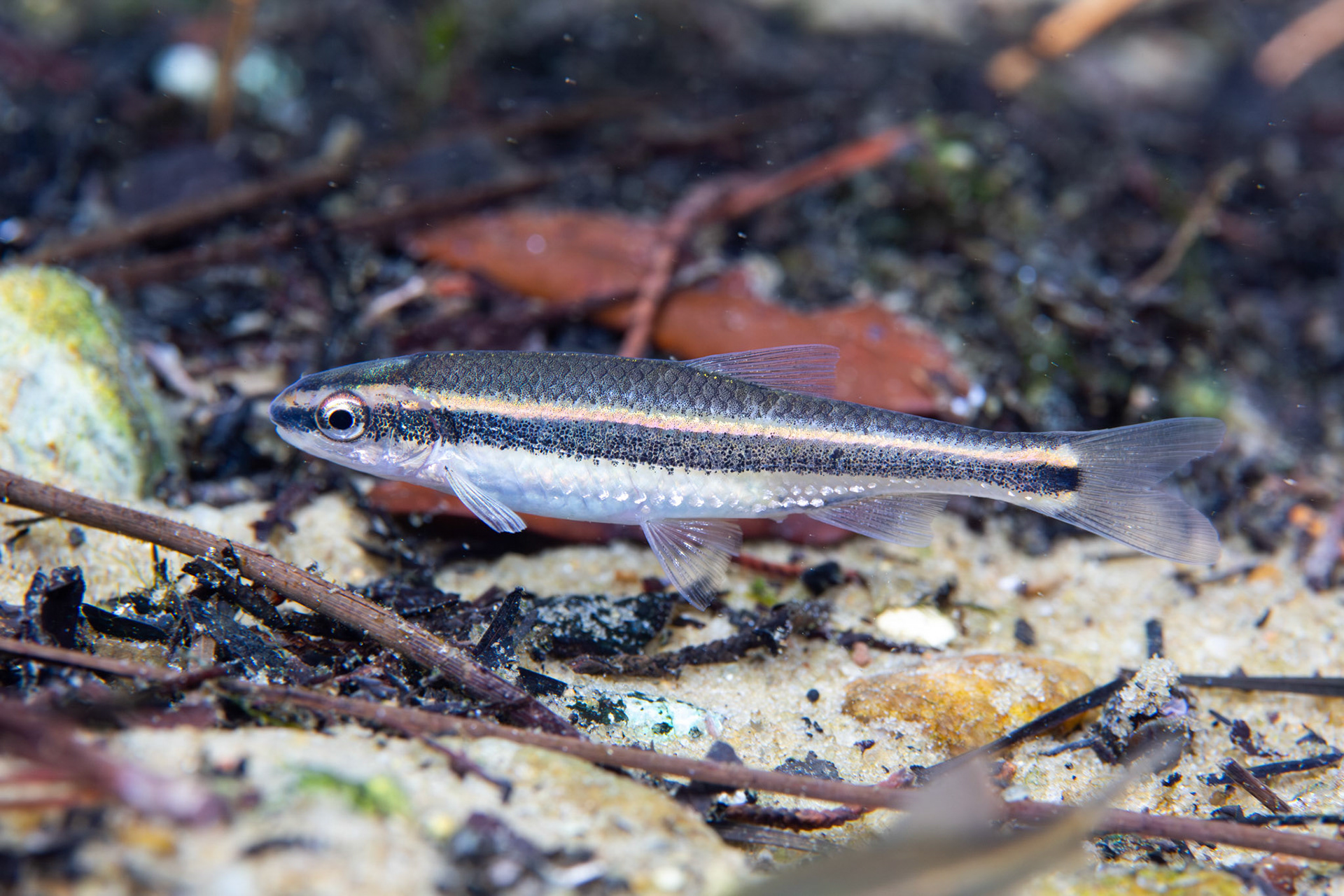 Redeye Chub
