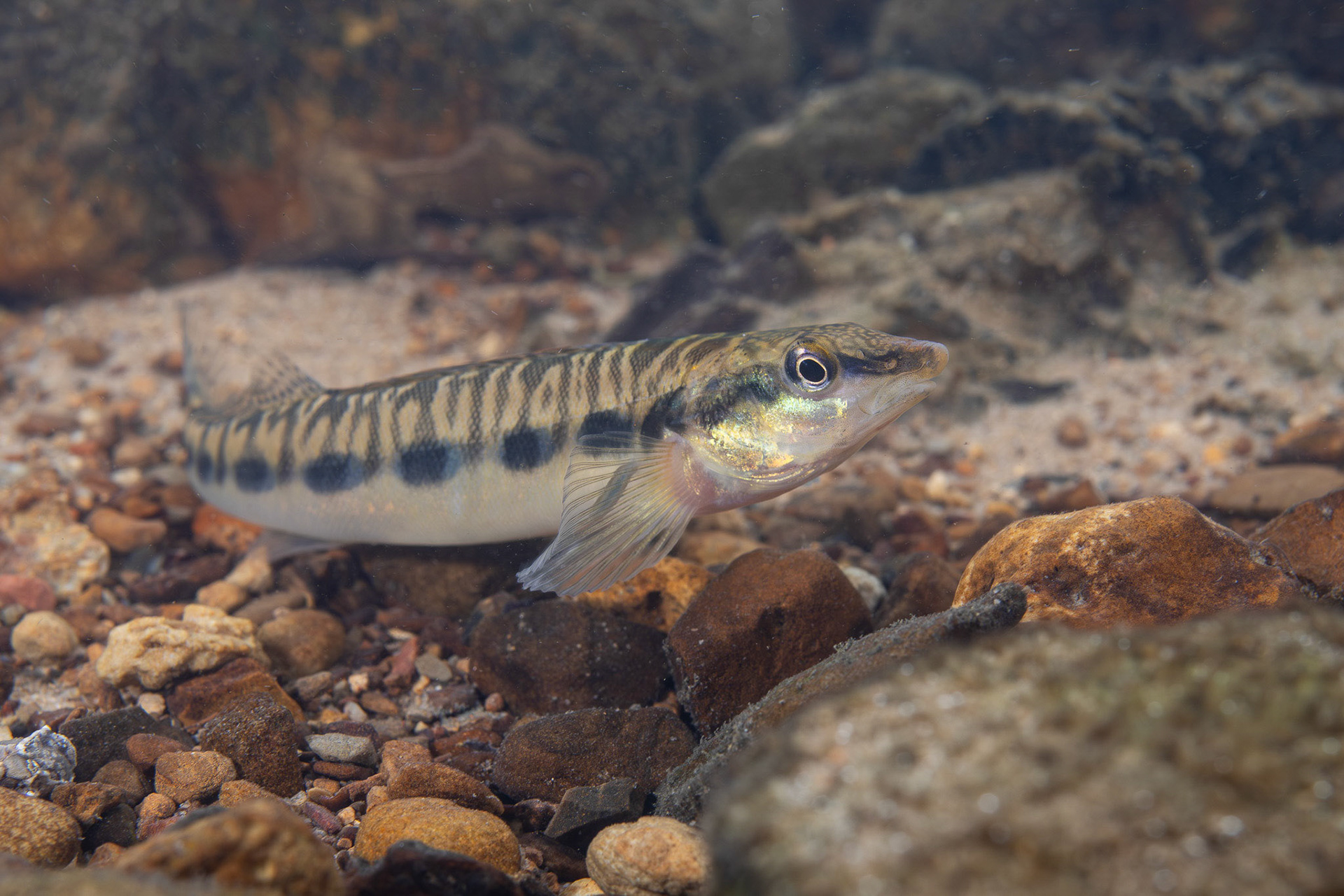 Blotchside Logperch