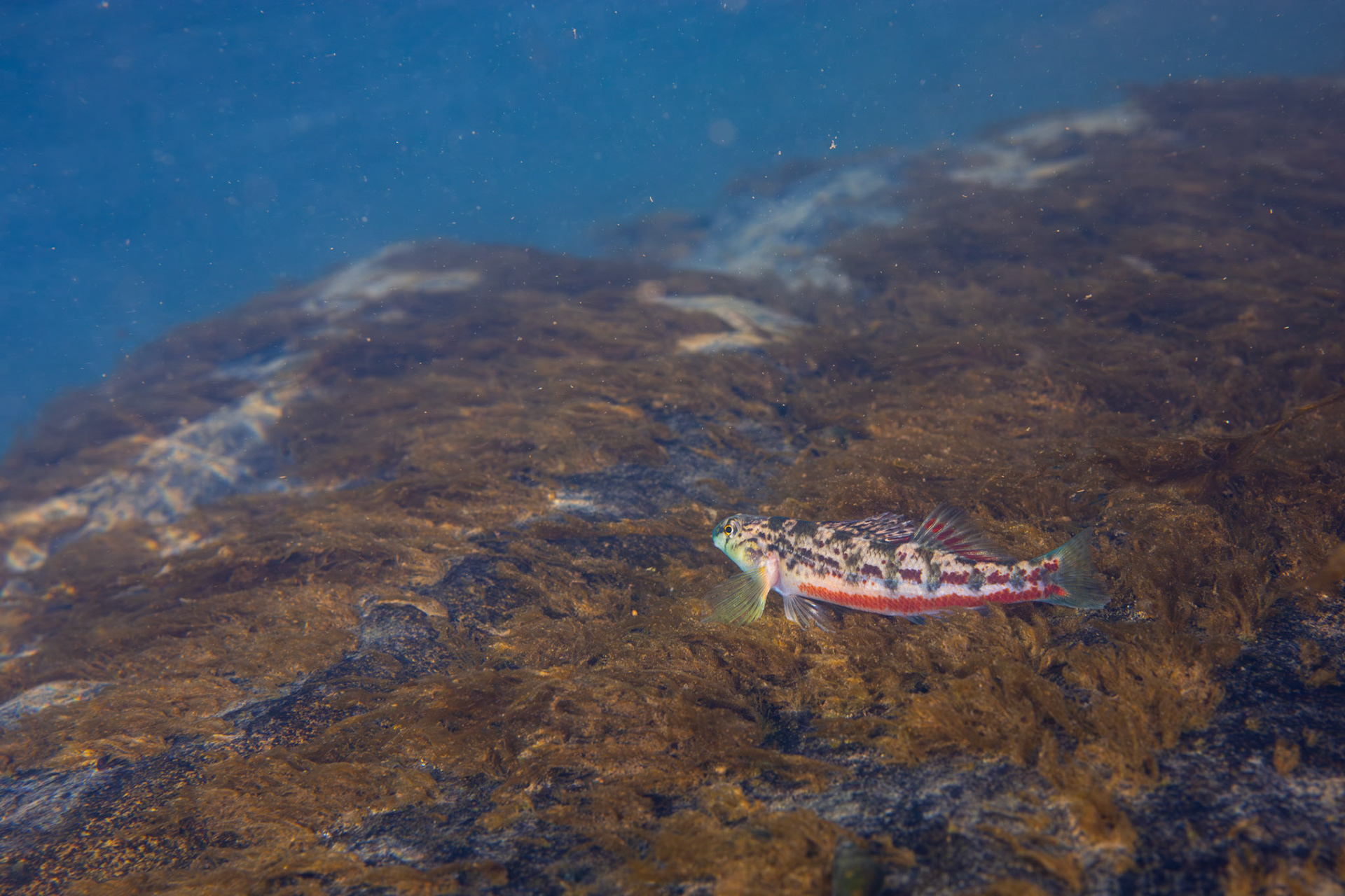 Vermilion darter (Etheostoma chermocki)