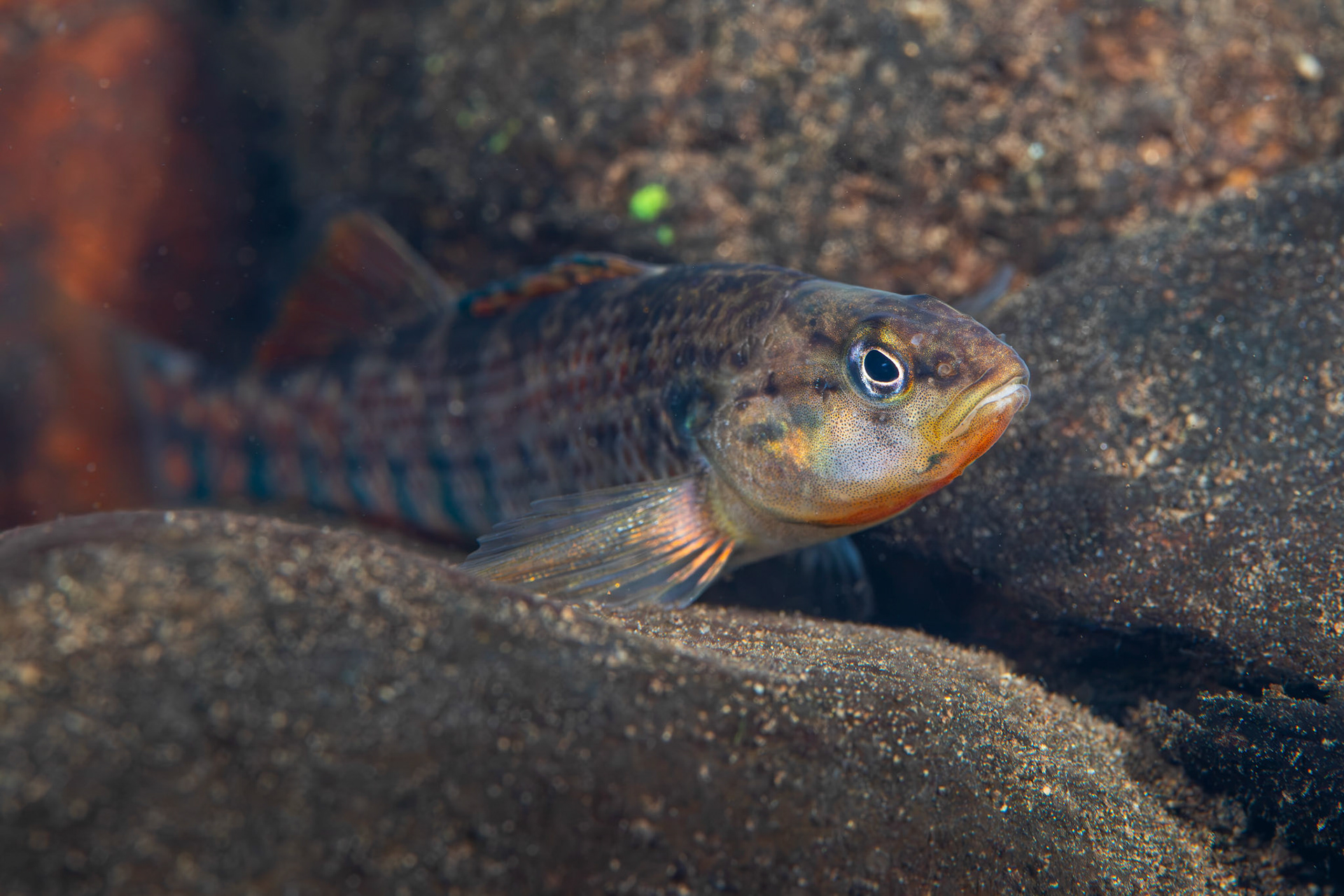 Rainbow Darter