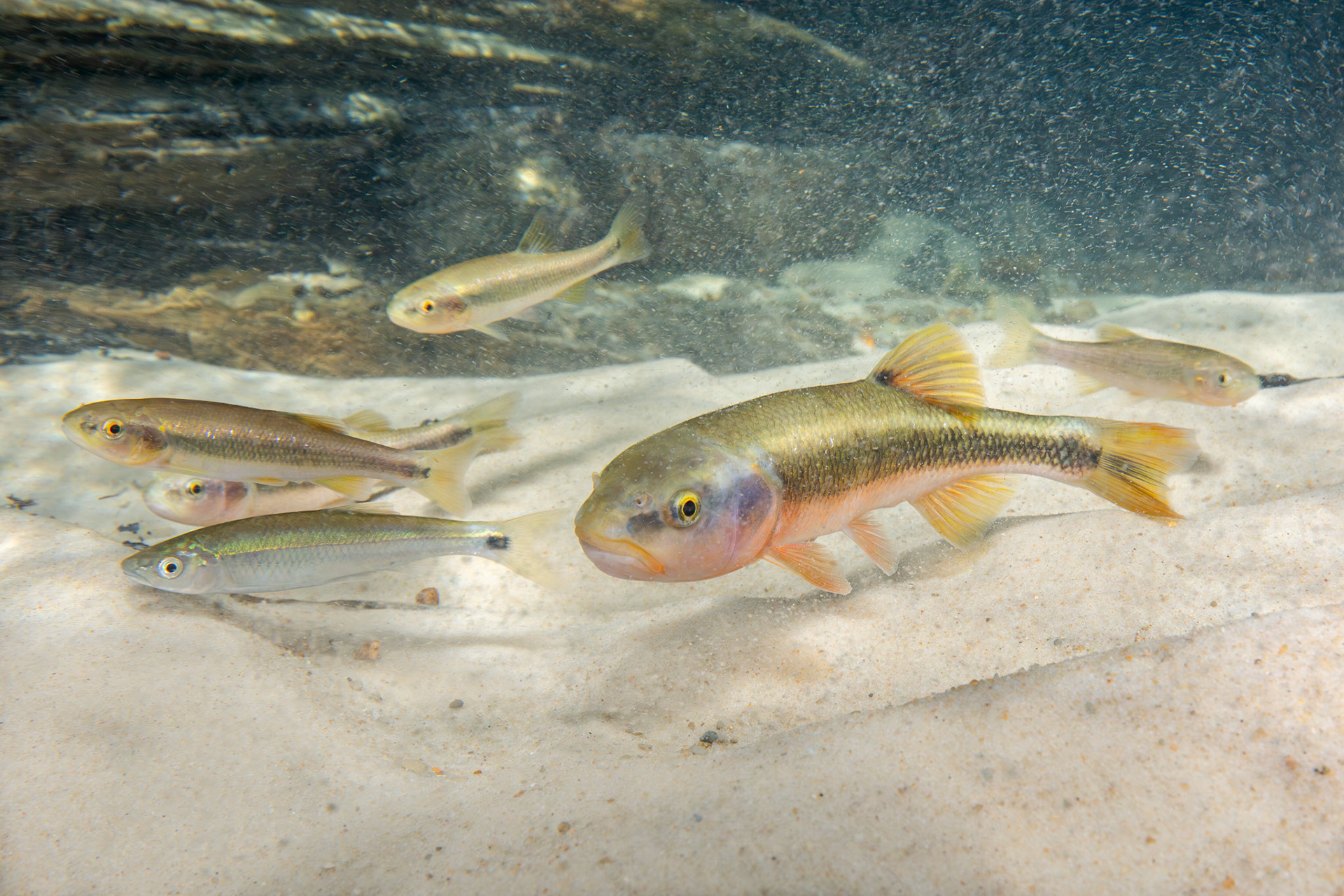 Dixie Chubs &amp; Apalachicola Blacktail Shiners