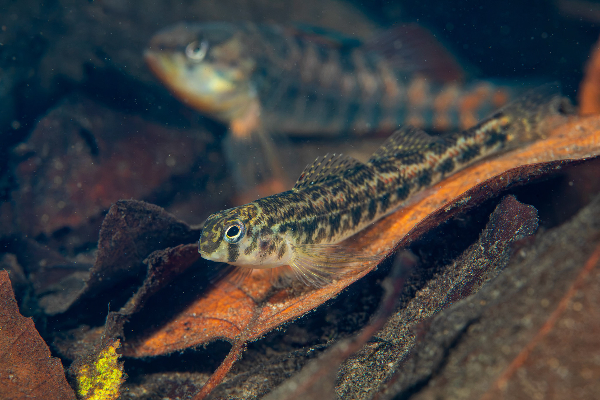 Tennessee Snubnose Darter