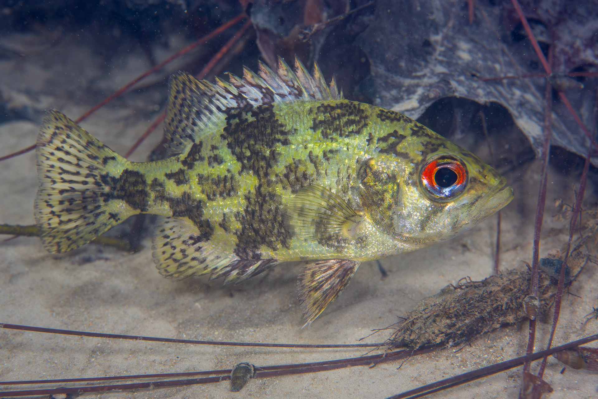 Shadow Bass (Ambloplites ariommus)