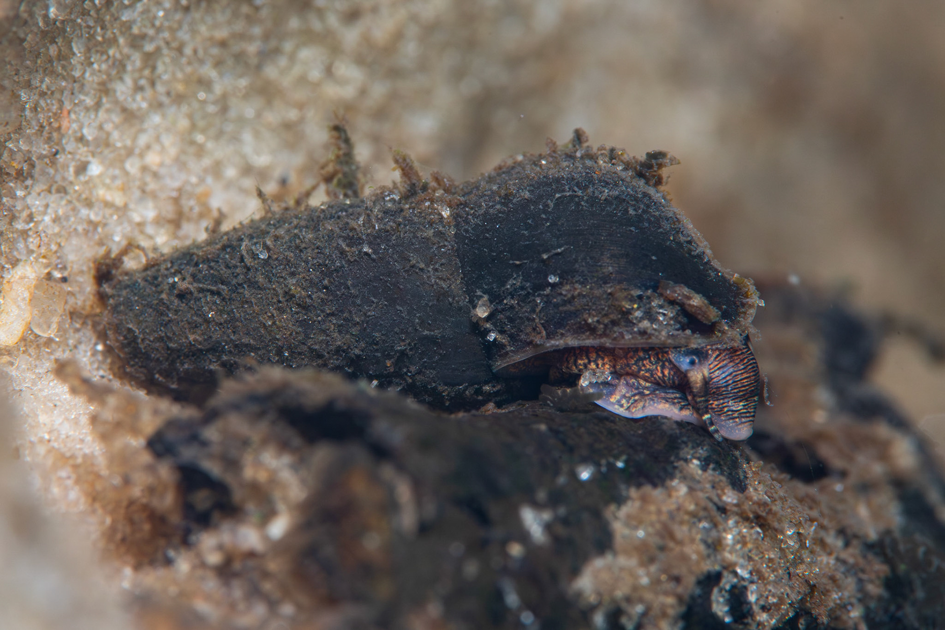 Elimia sp.