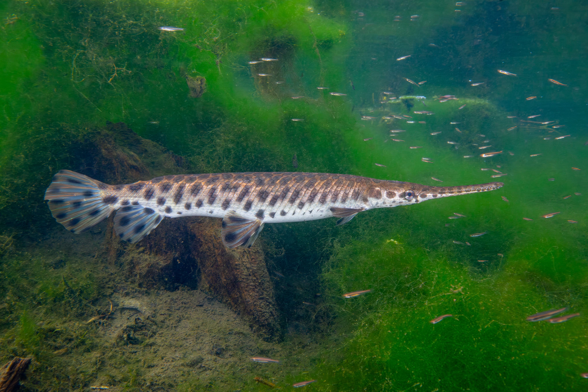 Spotted Gar (Lepisosteus oculatus)