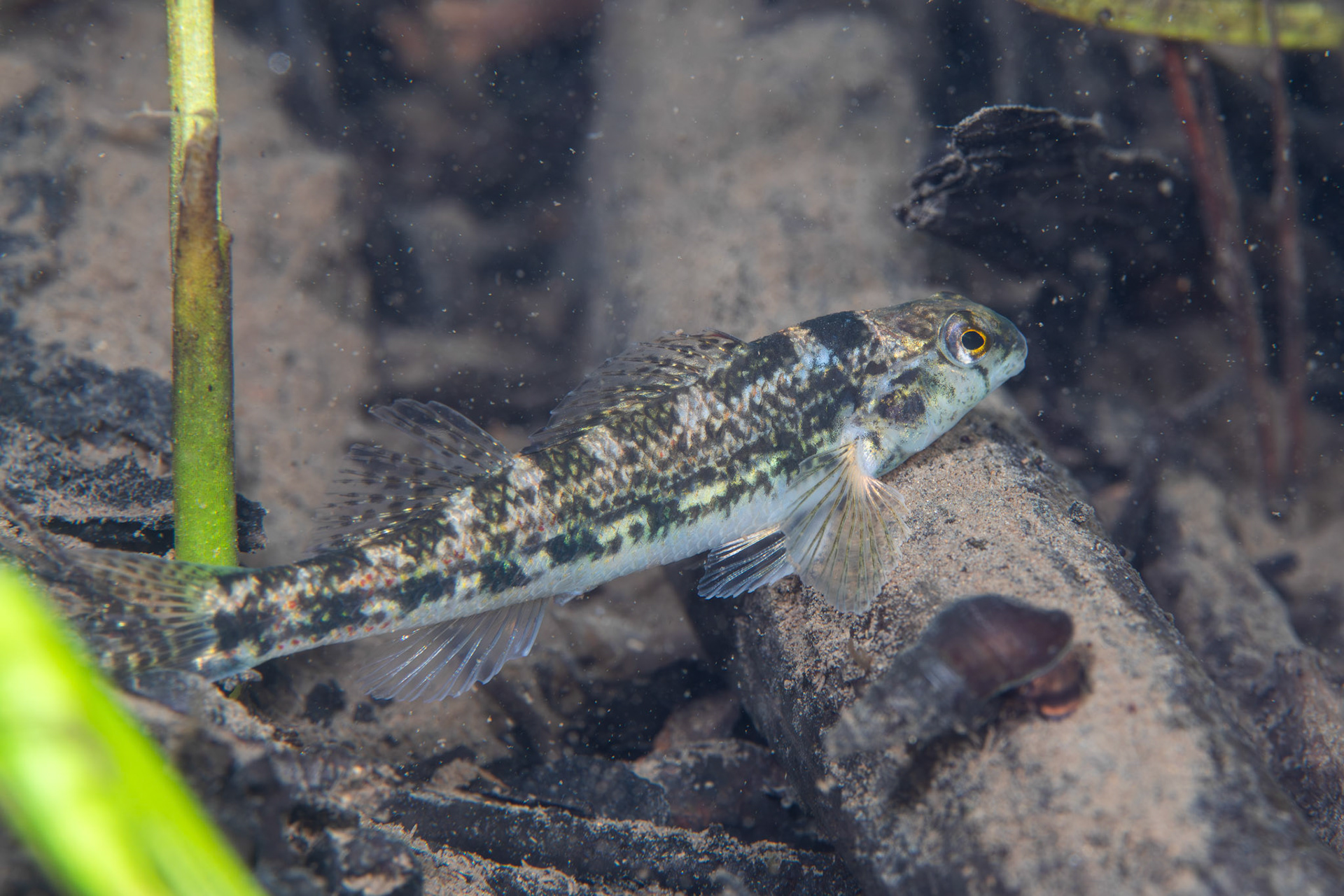 Vermillion Darter (Etheostoma chermocki)