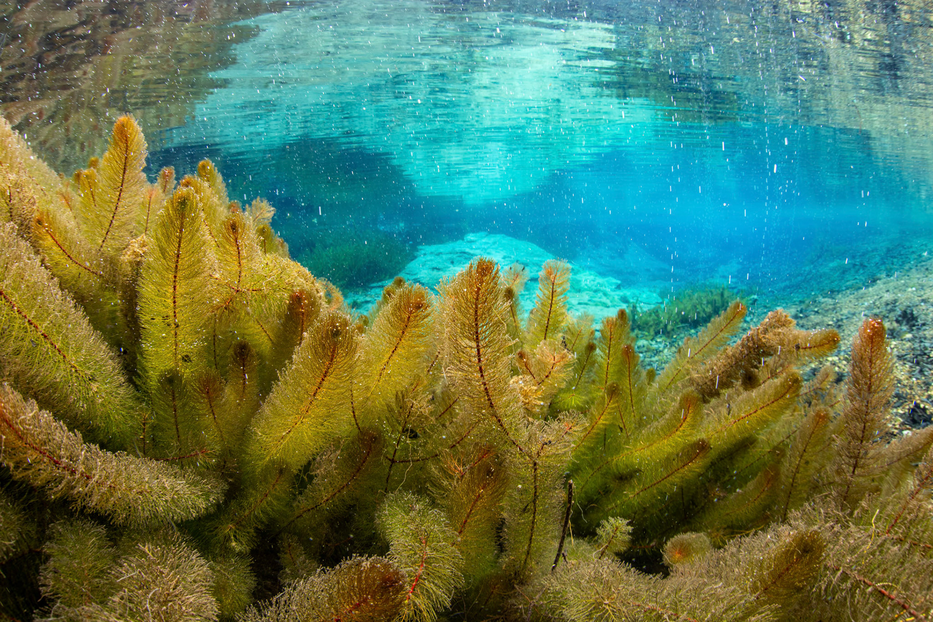 Bay Spring