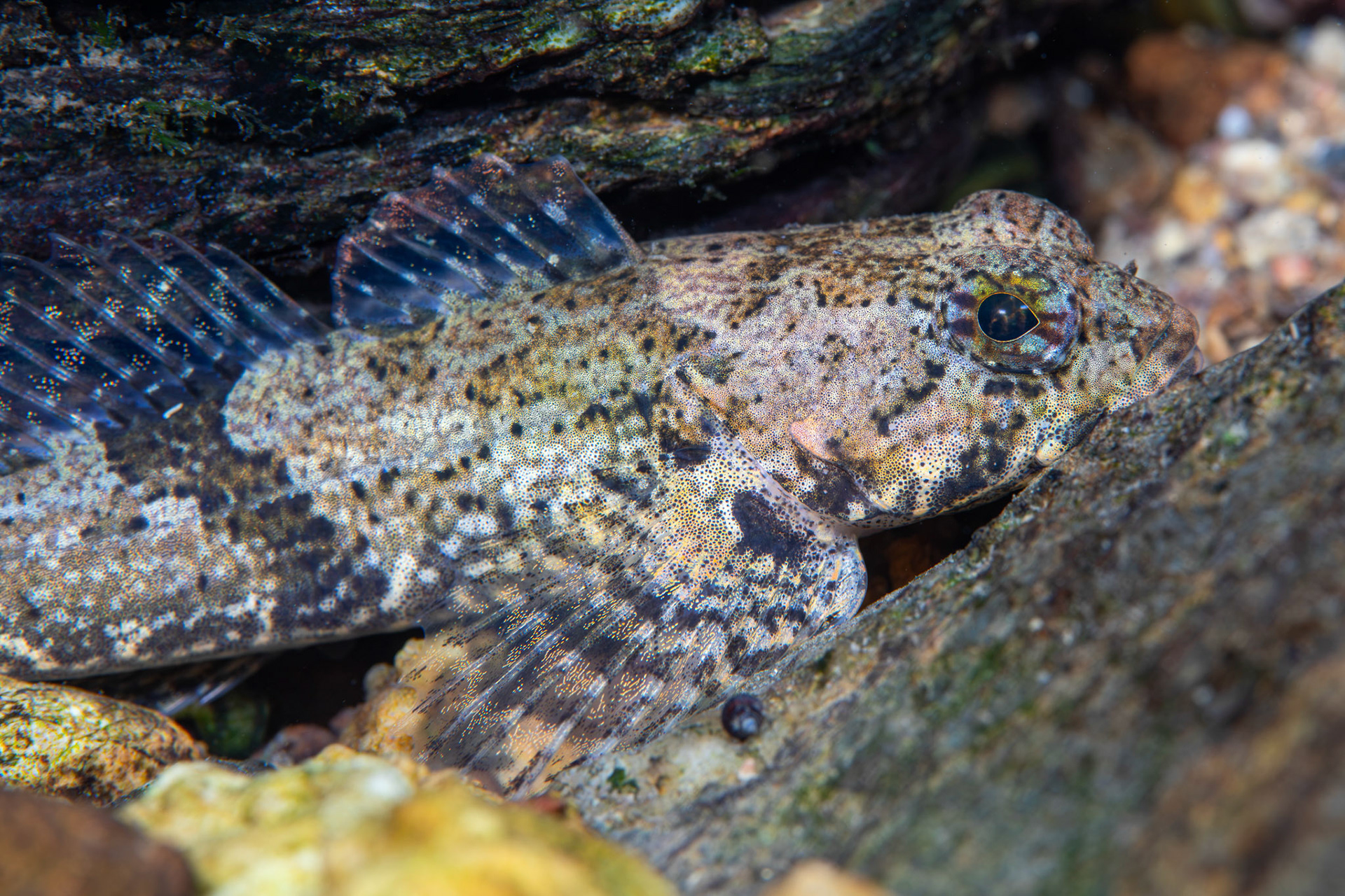 Banded Sculpin