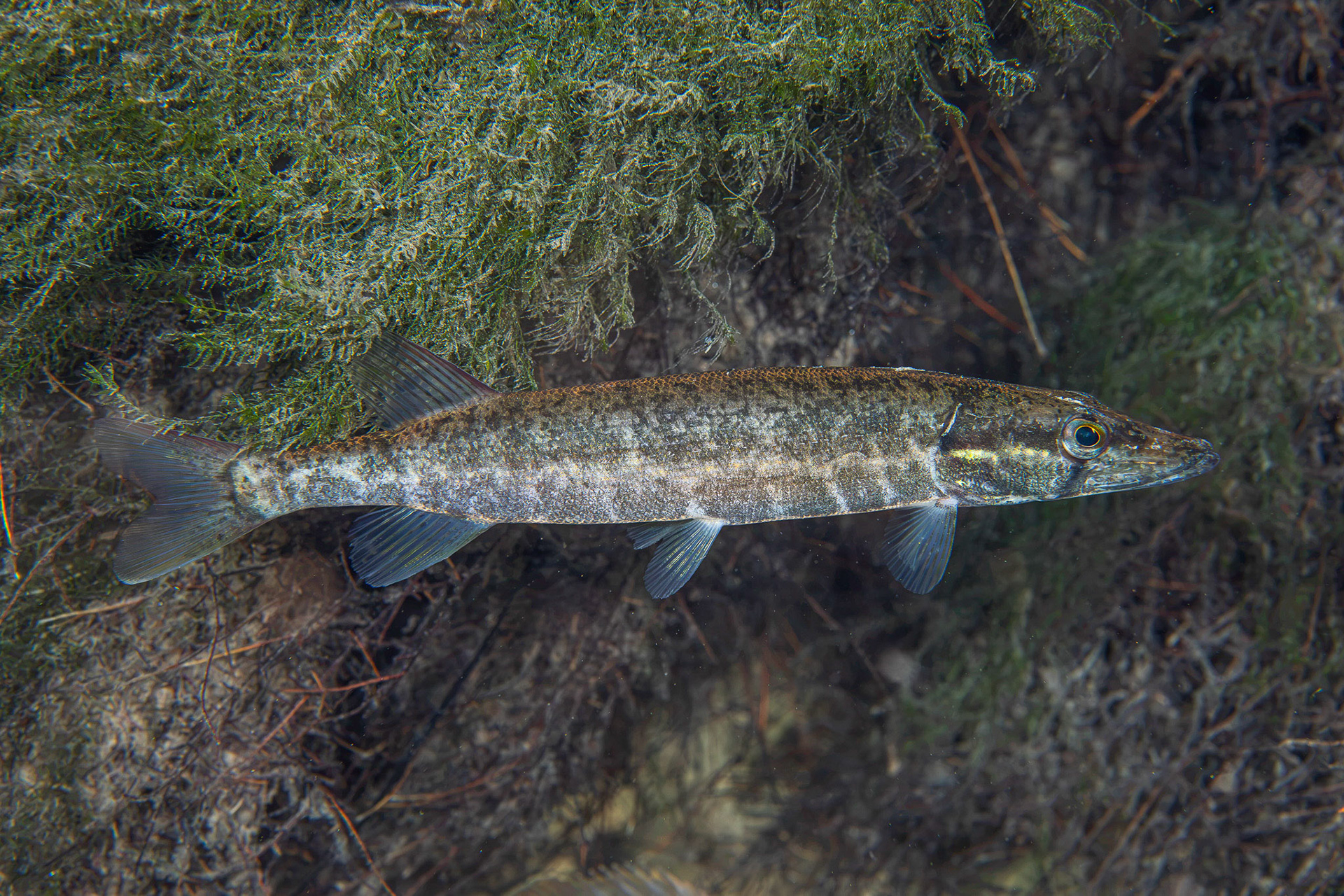 American Pickerel