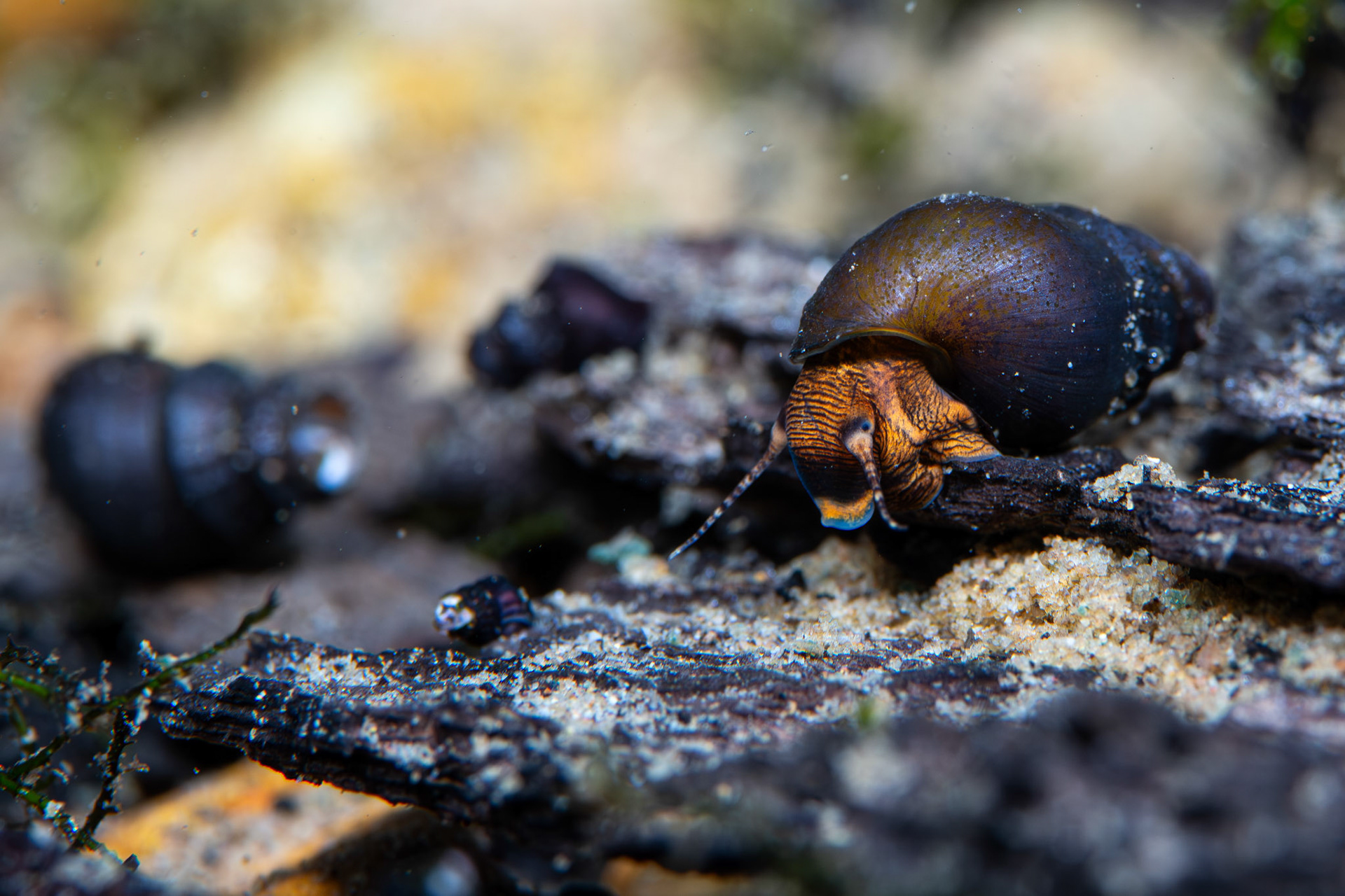 Elimia Snails