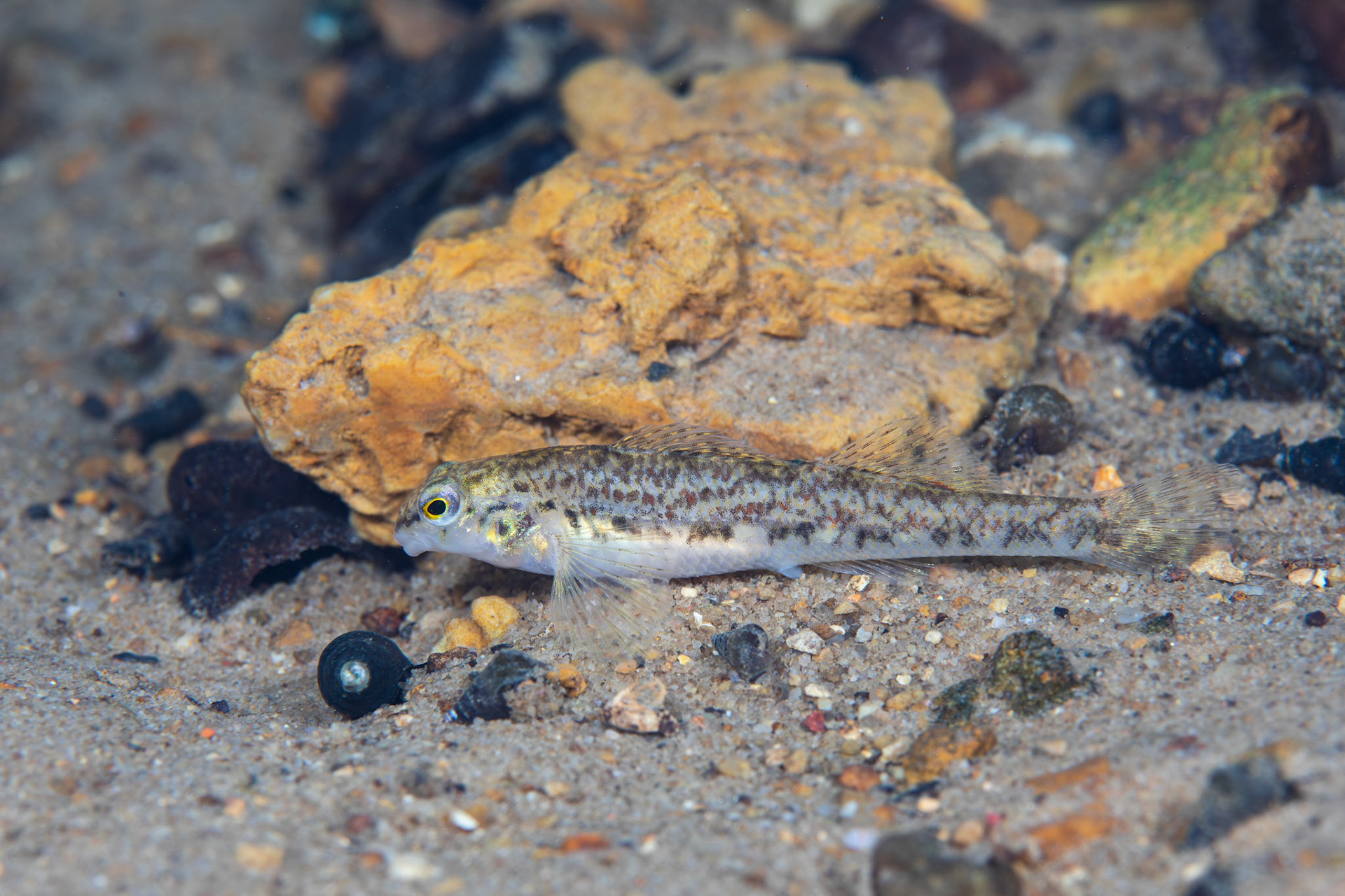 Tombigbee Darter