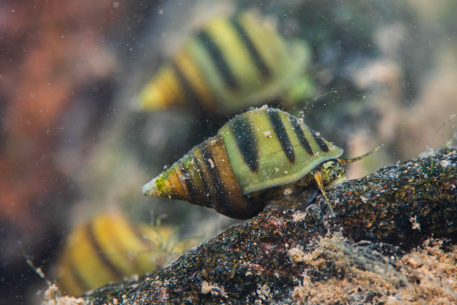 Elimia sp.