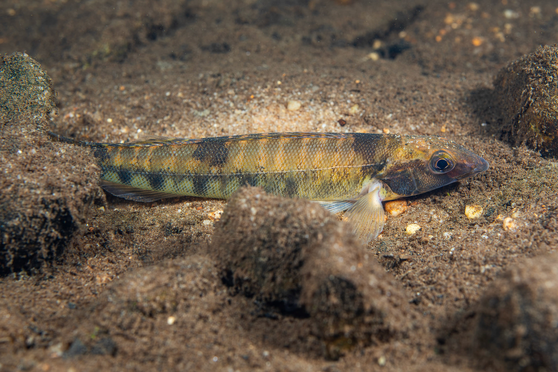Common Logperch