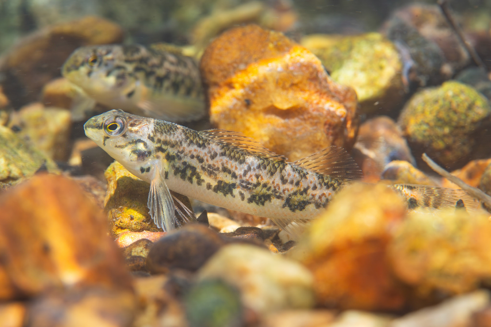 Vermilion Darter (Etheostoma chermocki)