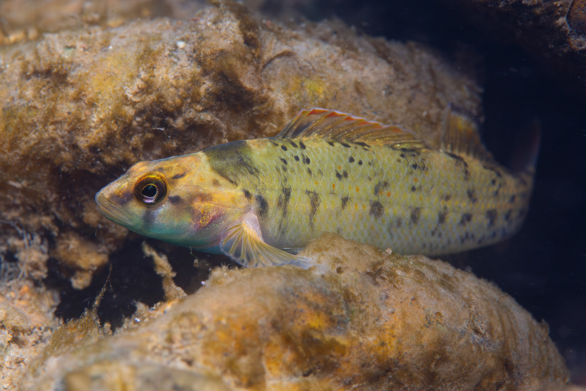 Greenbreast Darter