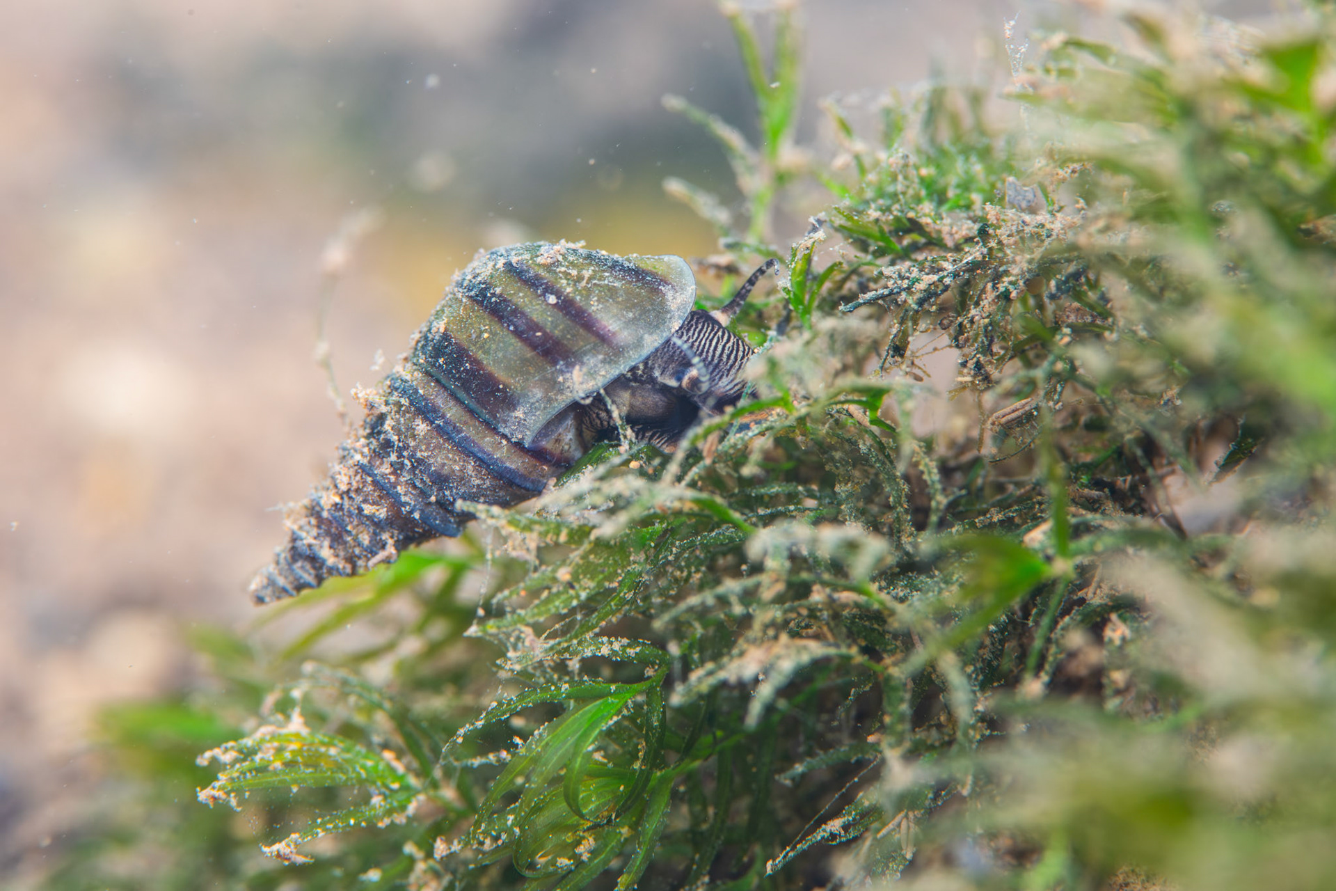 Elimia sp.