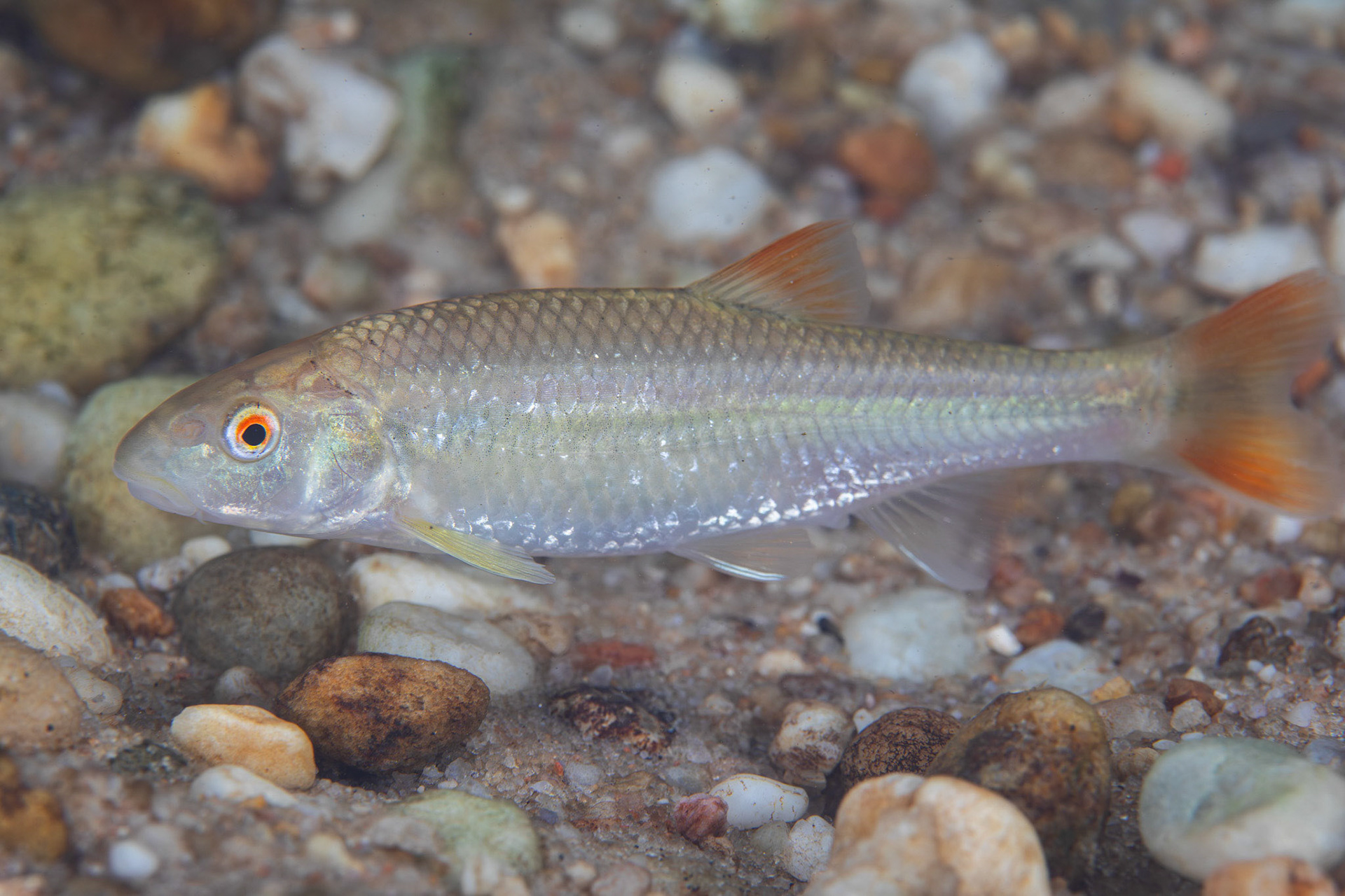 Bluehead Chub