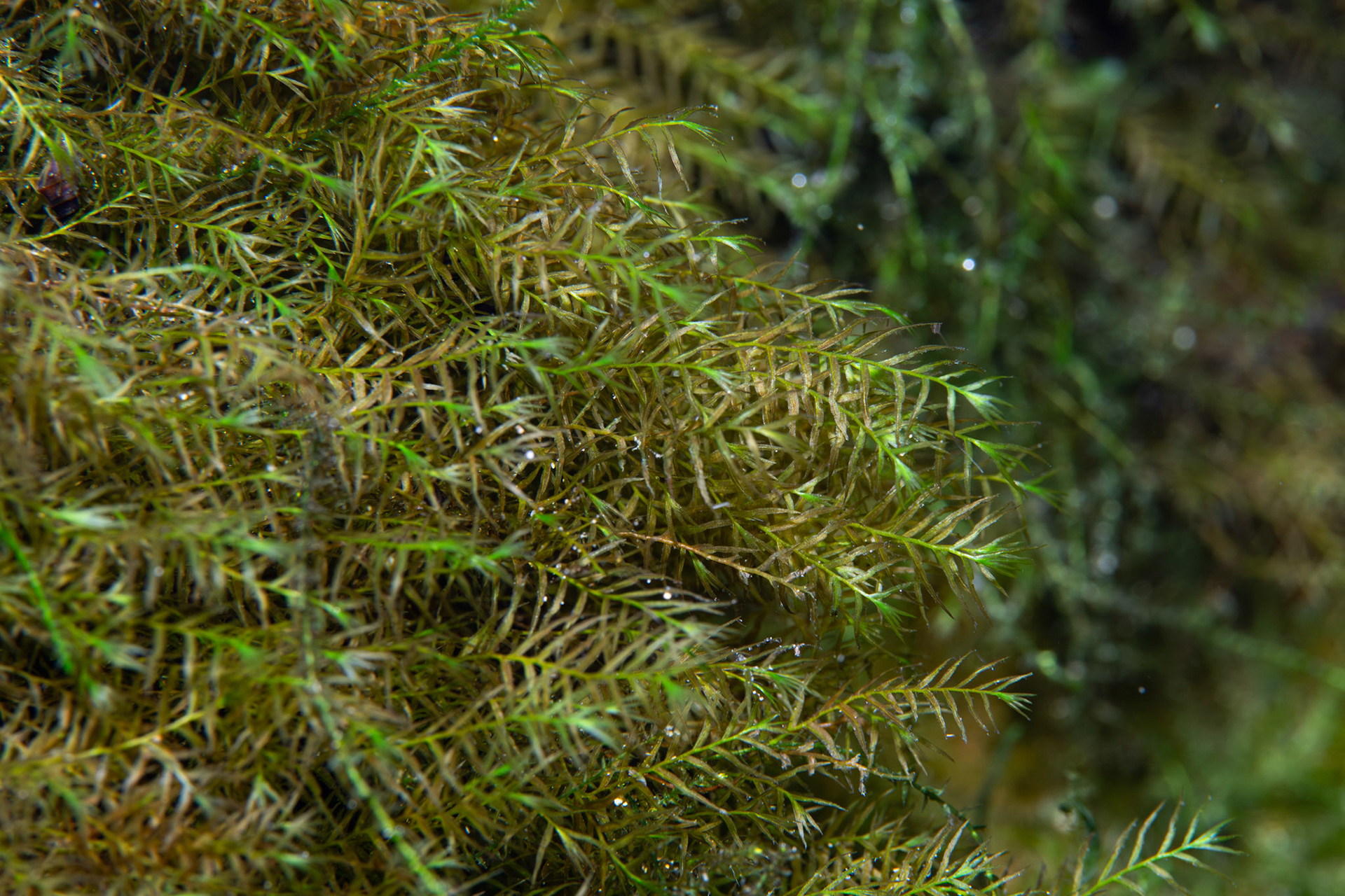Aquatic Vegetation