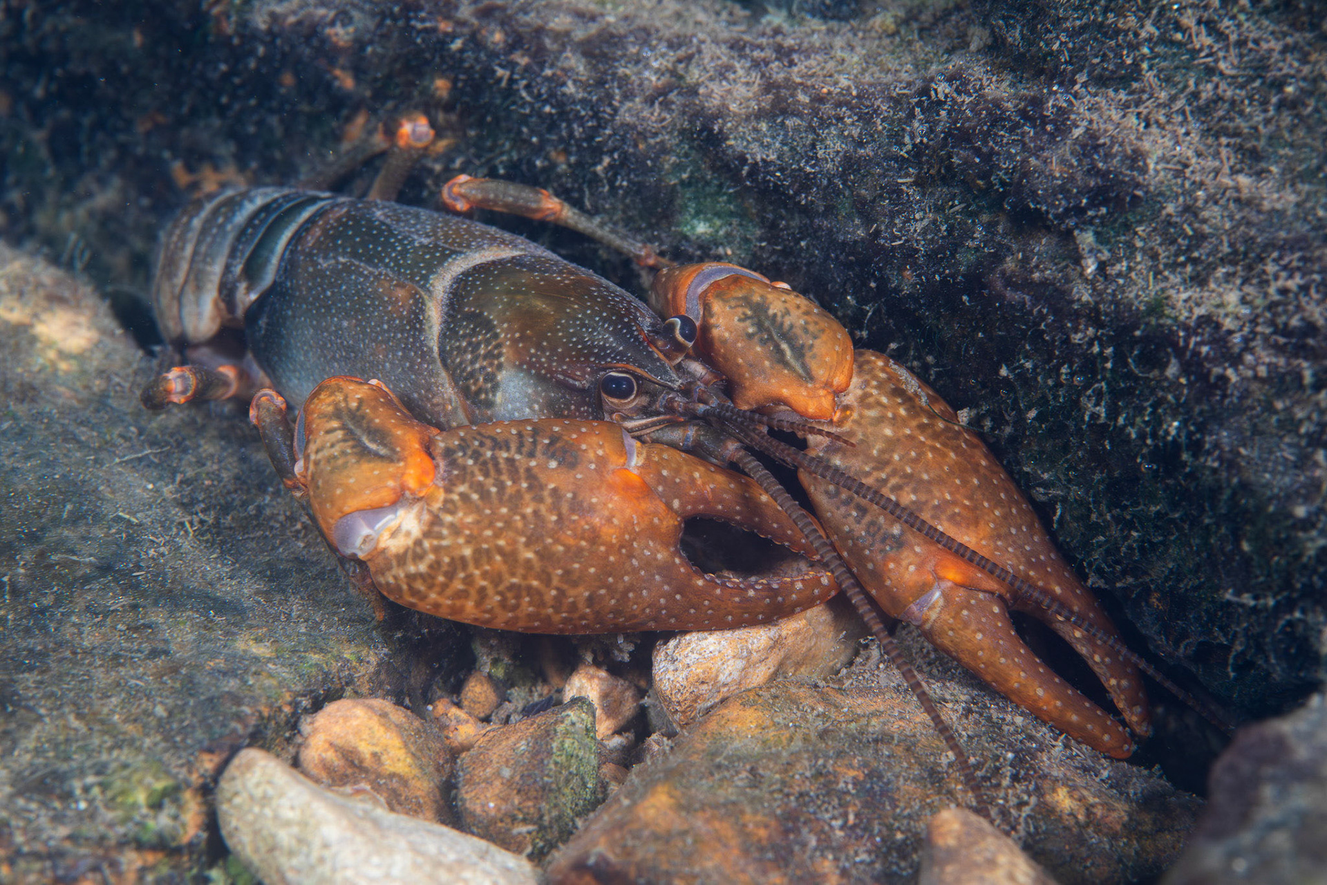 Mountain Fork Crayfish