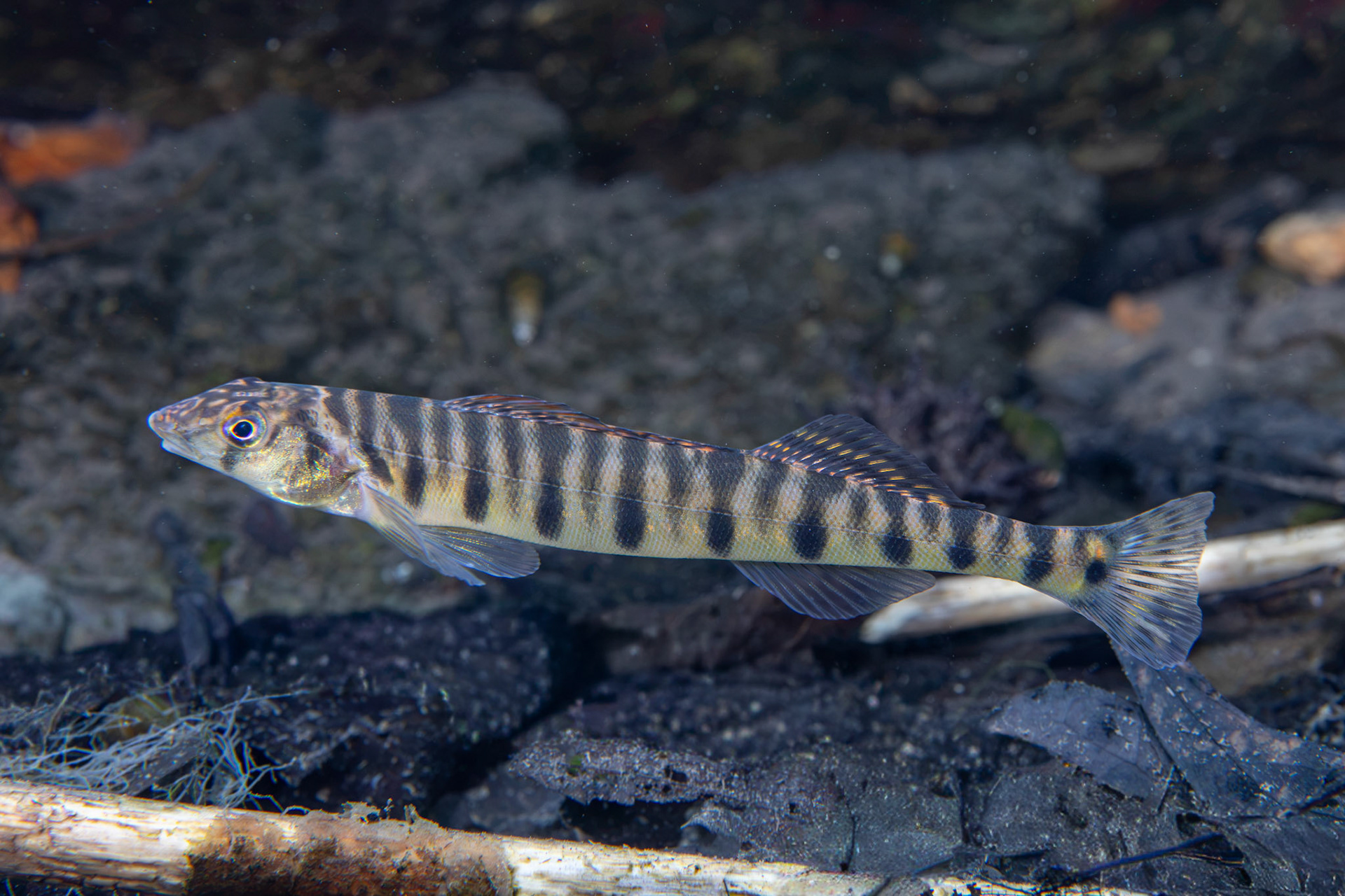 Mobile Logperch