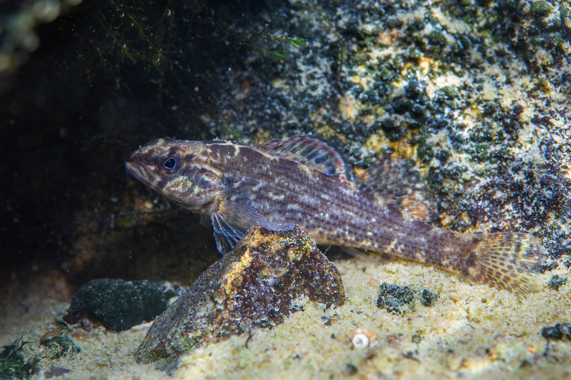 Gulf Darter