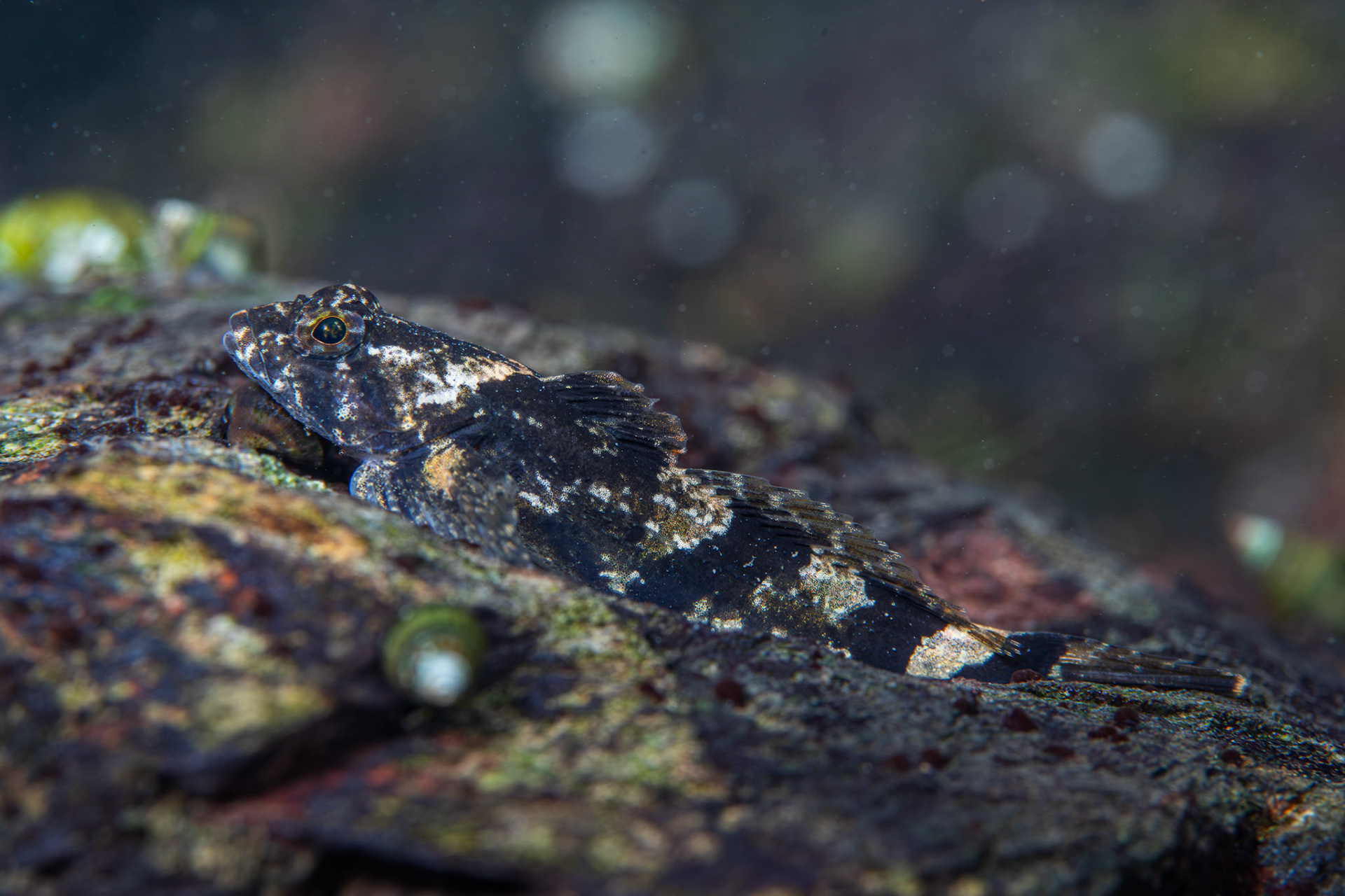 Banded Sculpin