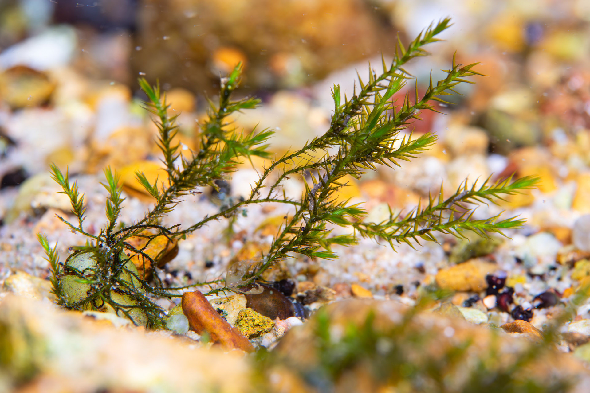 Joint-toothed Moss