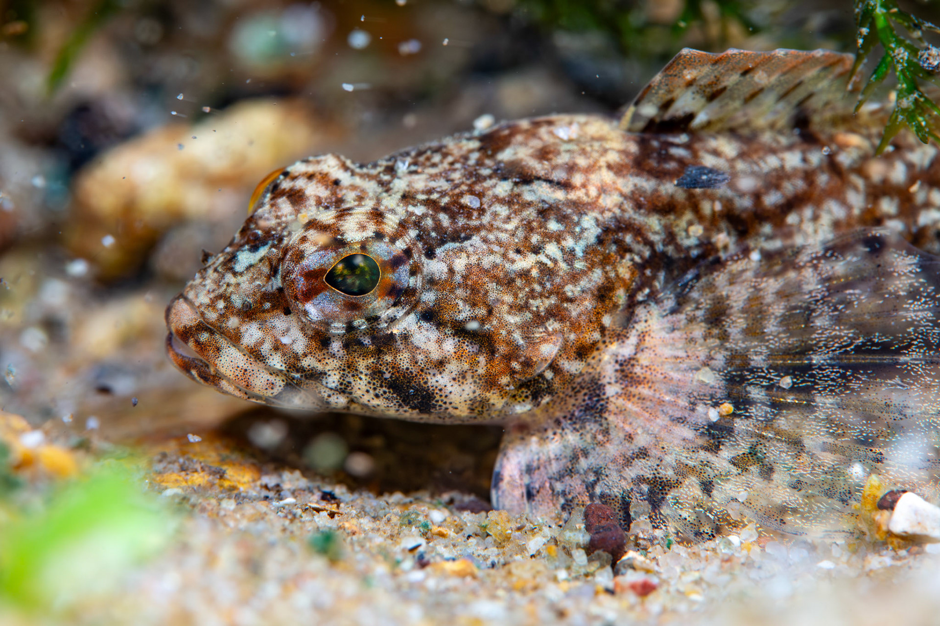 Banded Sculpin