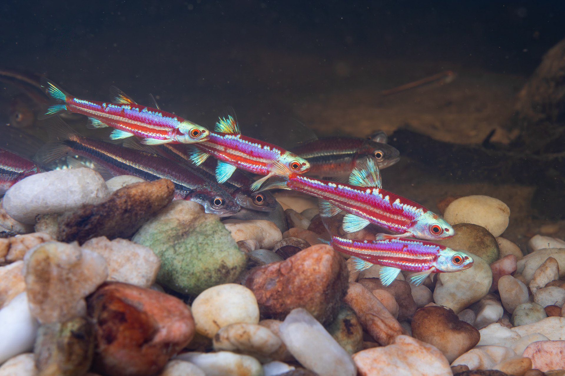 Rainbow and Rough Shiners on Bluehead Chub Mound