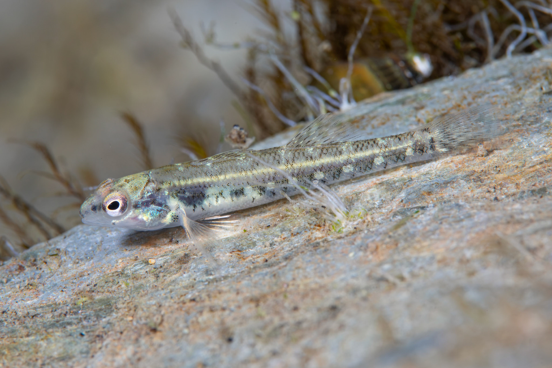 Coosa Darter